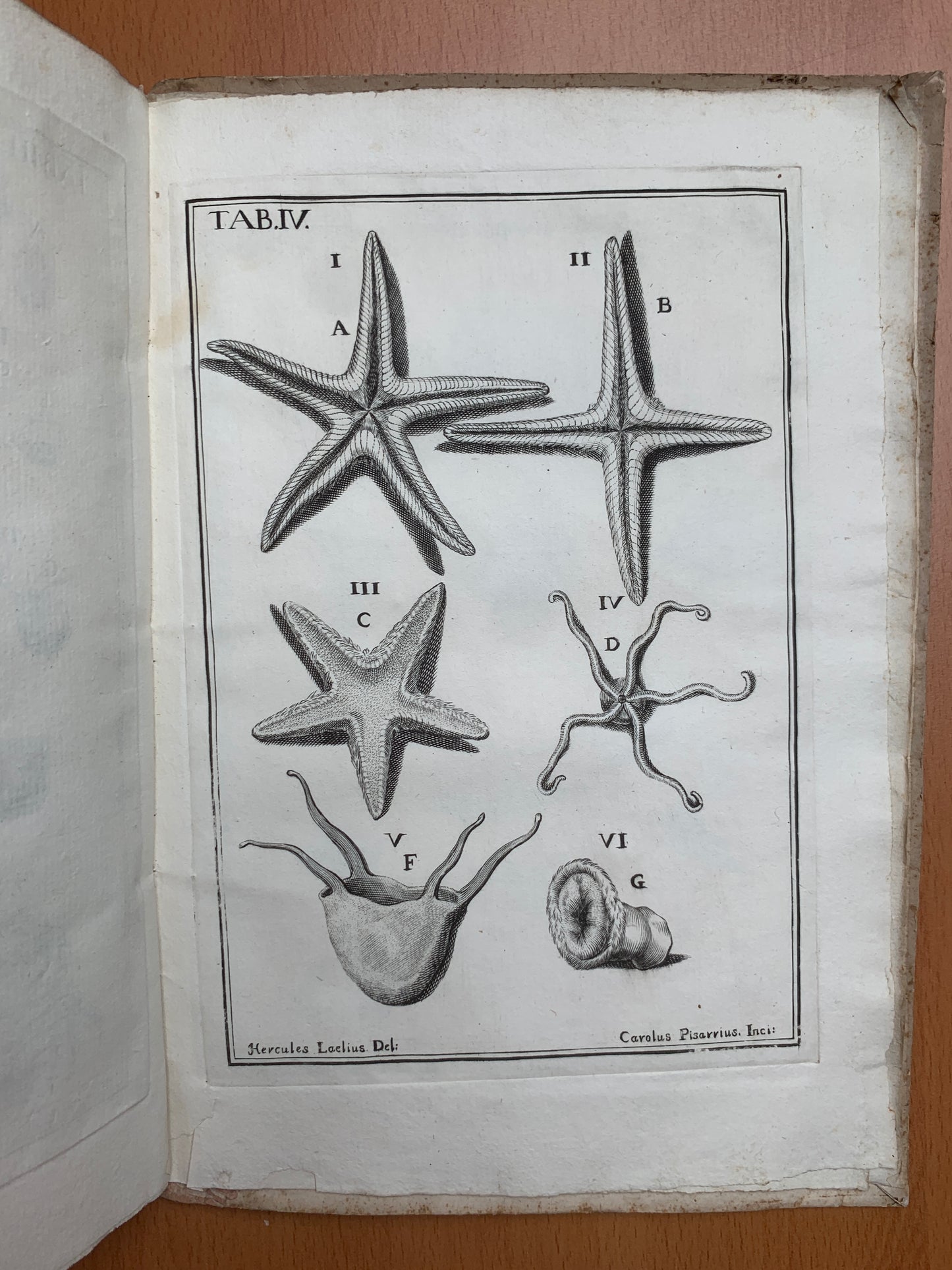 De conchis minus notis liber Cui accessit specimen aestus reciproci maris superi ad littus portumque Arimini - Janus Plancus - Edition originale - 1739