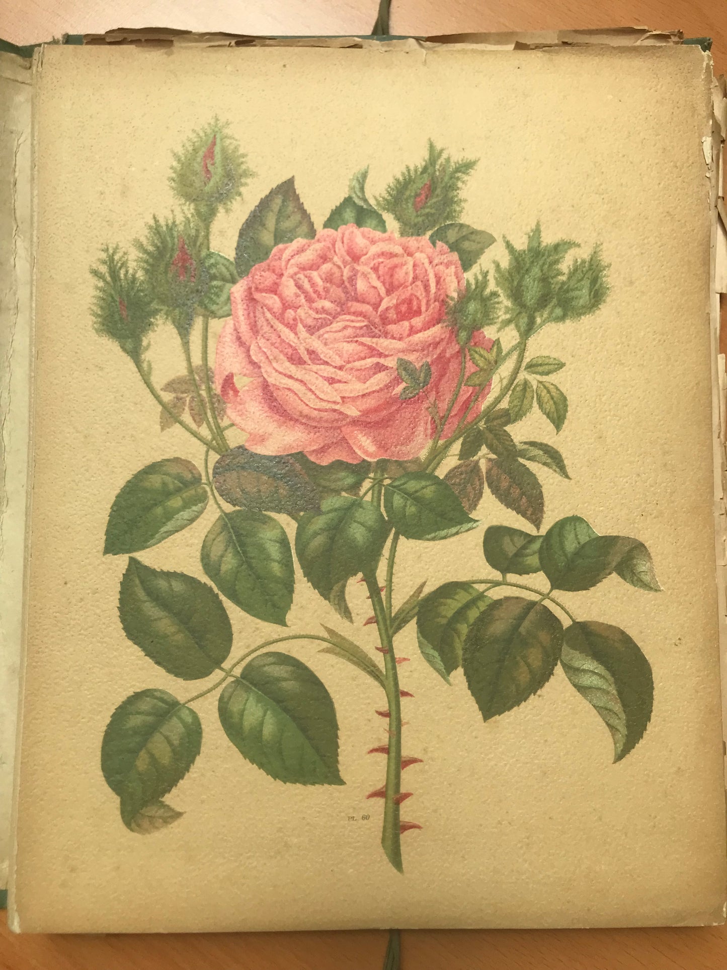 Le Livre d'or des Roses - Paul Hariot - 54 planches Chromolithographies - 1905