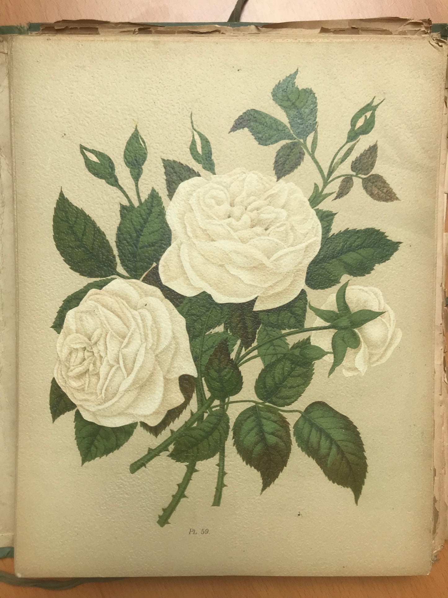 Le Livre d'or des Roses - Paul Hariot - 54 planches Chromolithographies - 1905