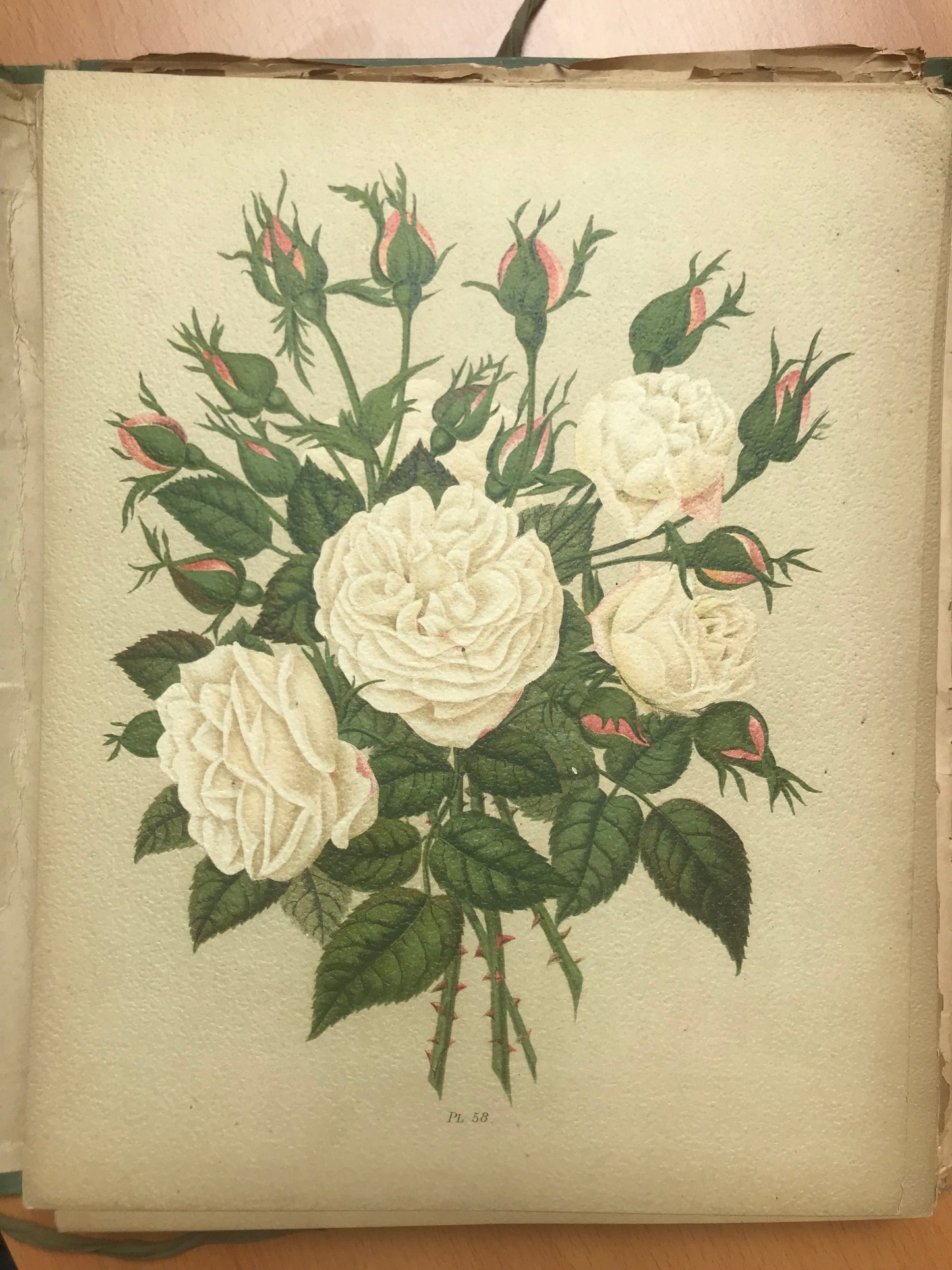 Le Livre d'or des Roses - Paul Hariot - 54 planches Chromolithographies - 1905