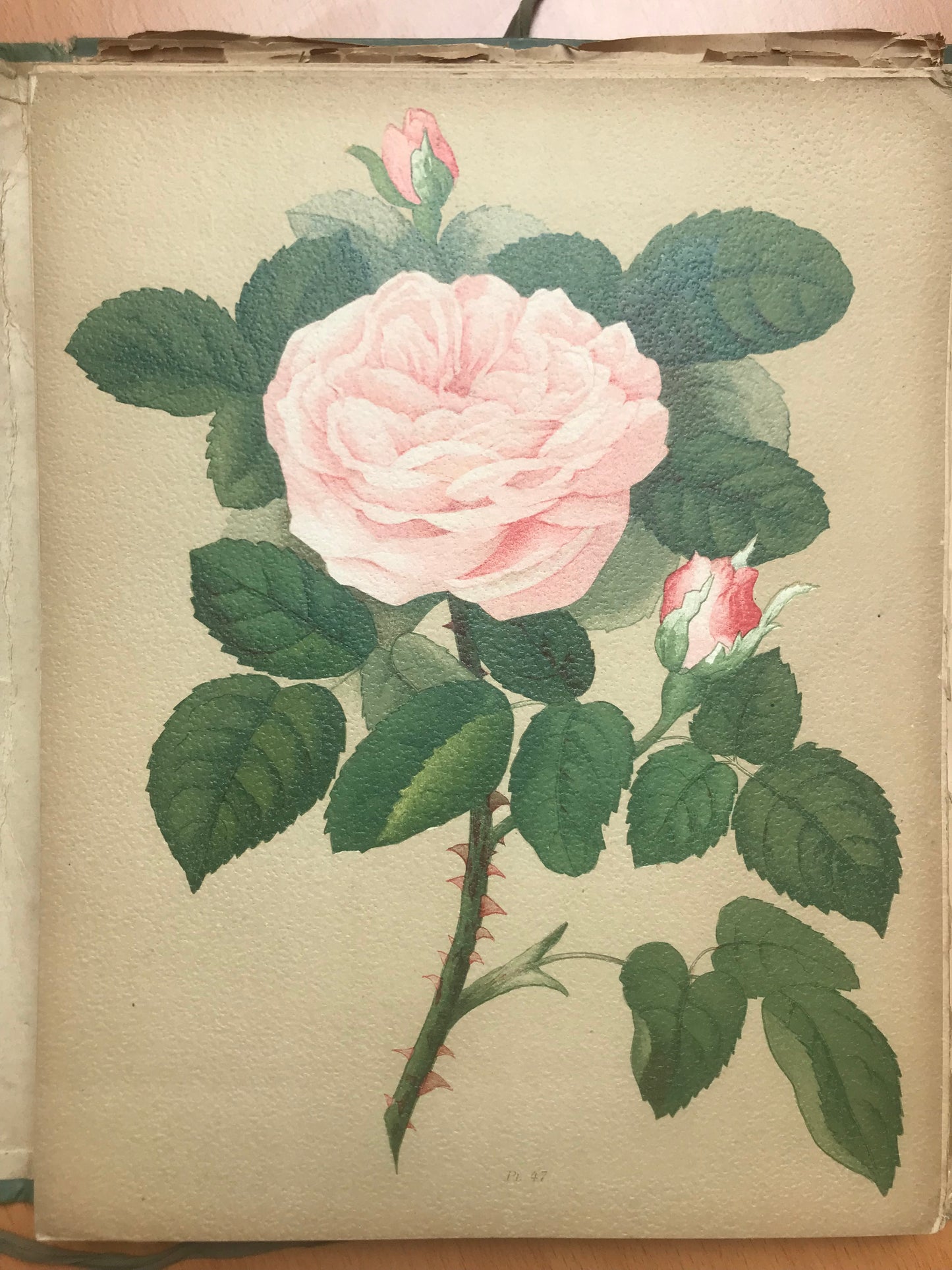 Le Livre d'or des Roses - Paul Hariot - 54 planches Chromolithographies - 1905
