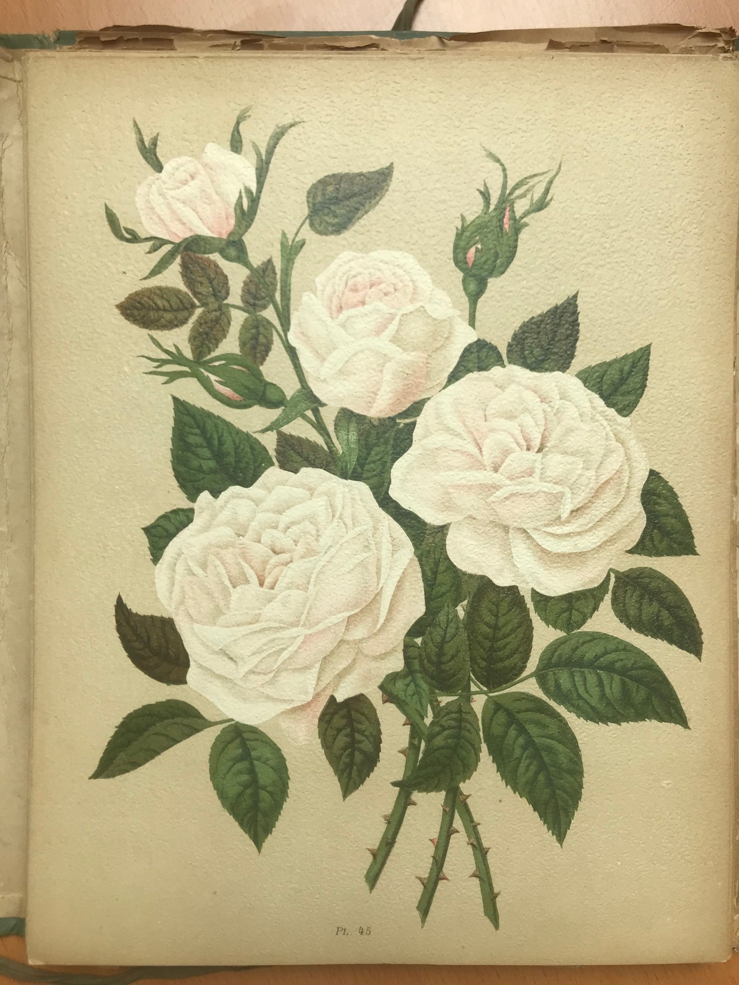 Le Livre d'or des Roses - Paul Hariot - 54 planches Chromolithographies - 1905