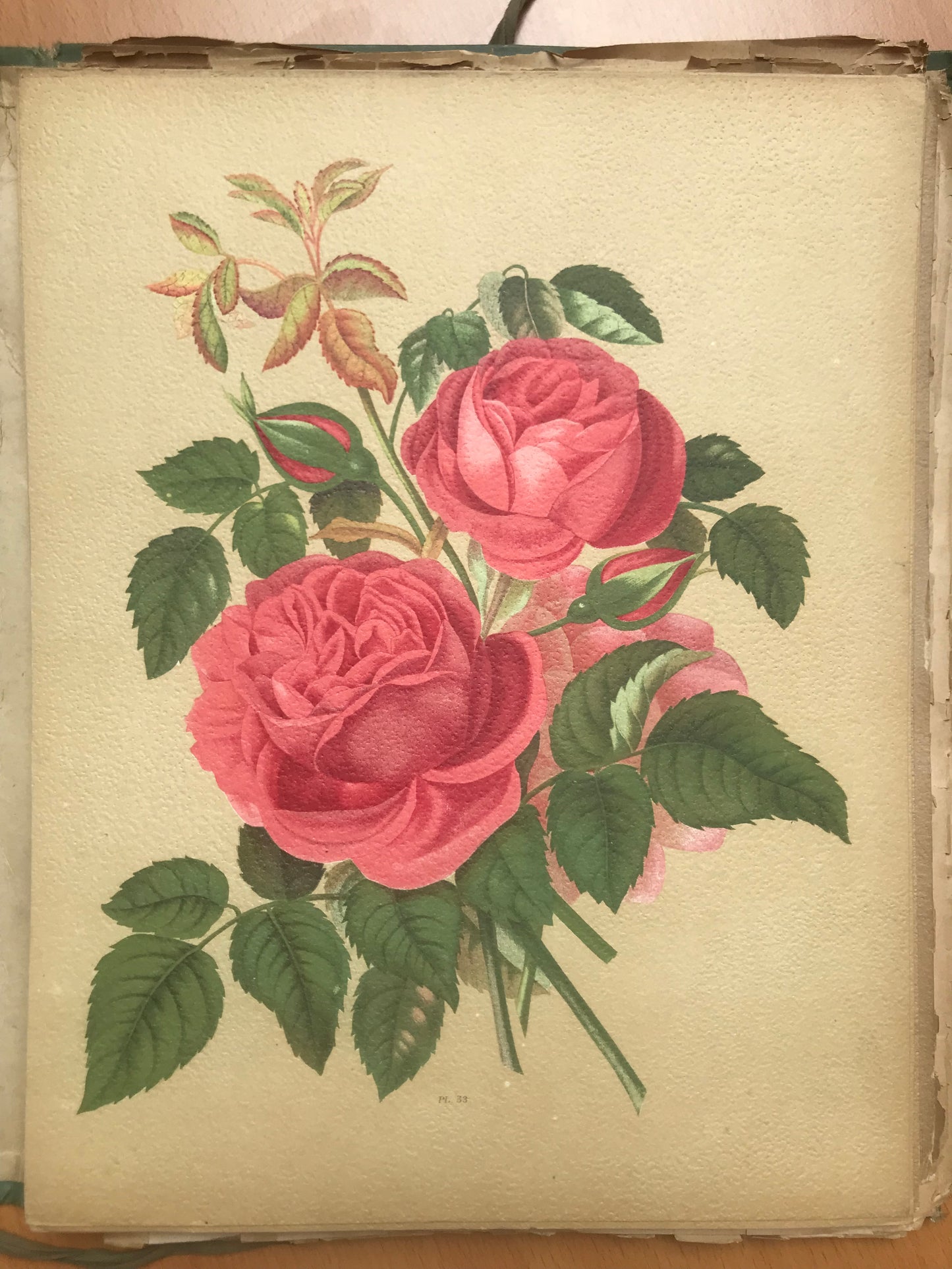 Le Livre d'or des Roses - Paul Hariot - 54 planches Chromolithographies - 1905