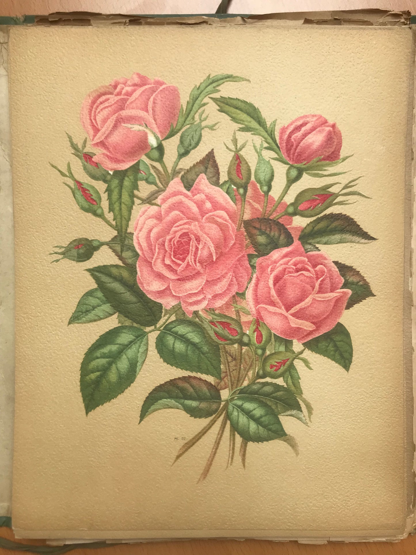 Le Livre d'or des Roses - Paul Hariot - 54 planches Chromolithographies - 1905