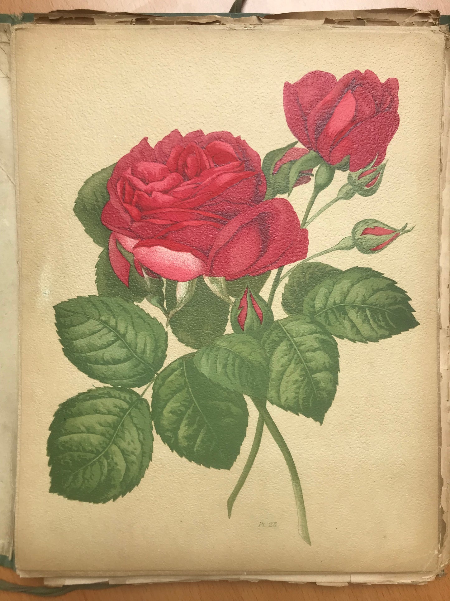 Le Livre d'or des Roses - Paul Hariot - 54 planches Chromolithographies - 1905