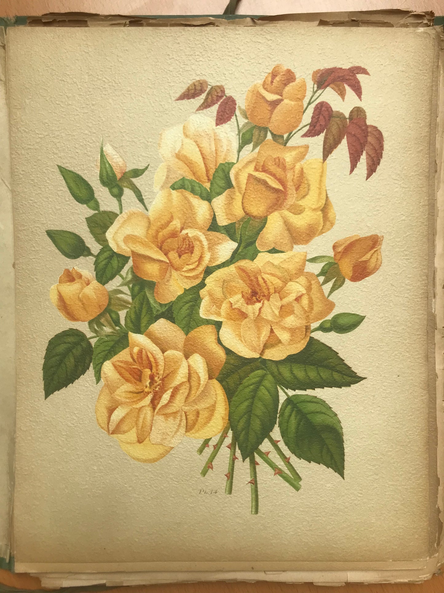 Le Livre d'or des Roses - Paul Hariot - 54 planches Chromolithographies - 1905