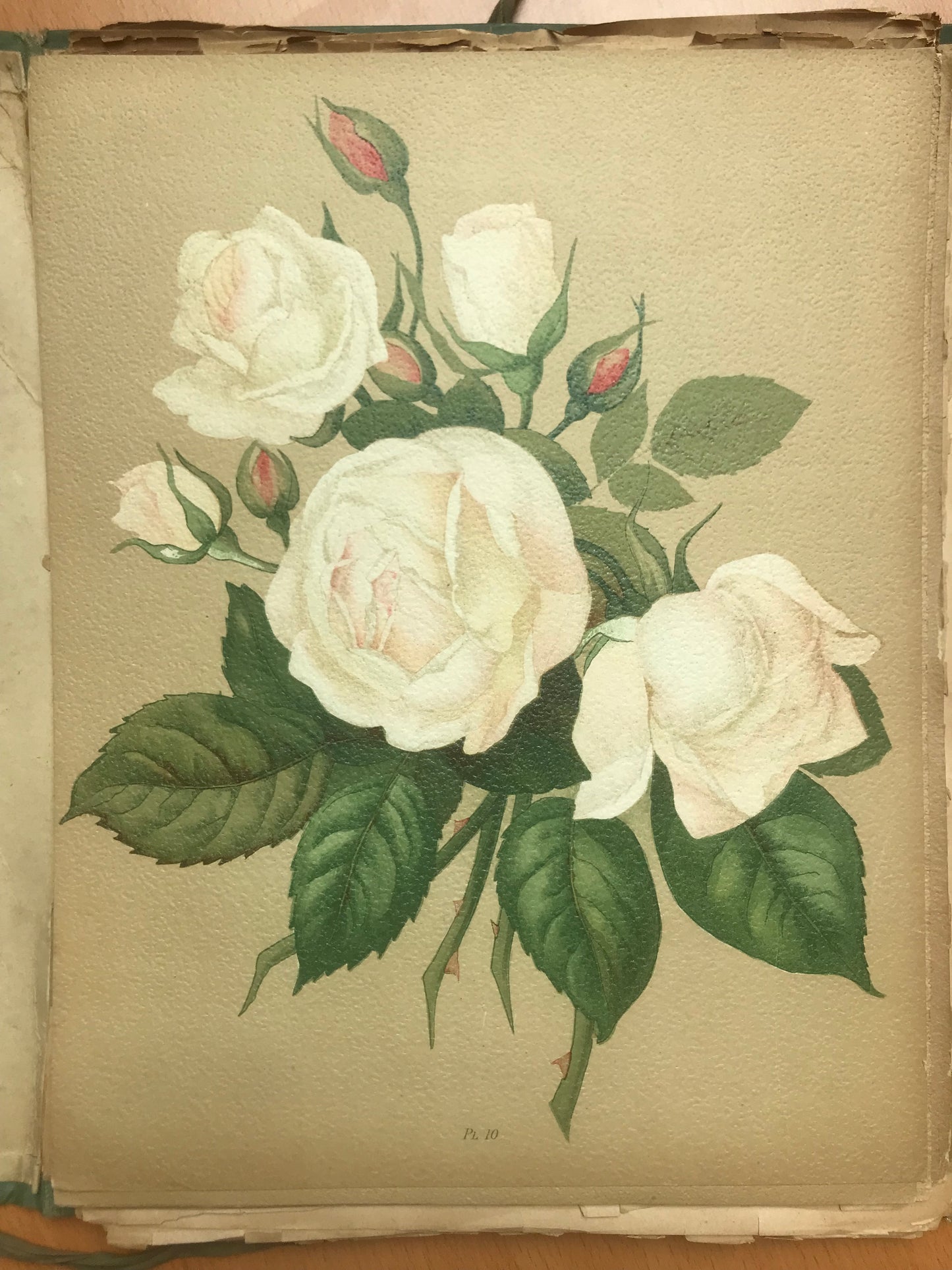 Le Livre d'or des Roses - Paul Hariot - 54 planches Chromolithographies - 1905