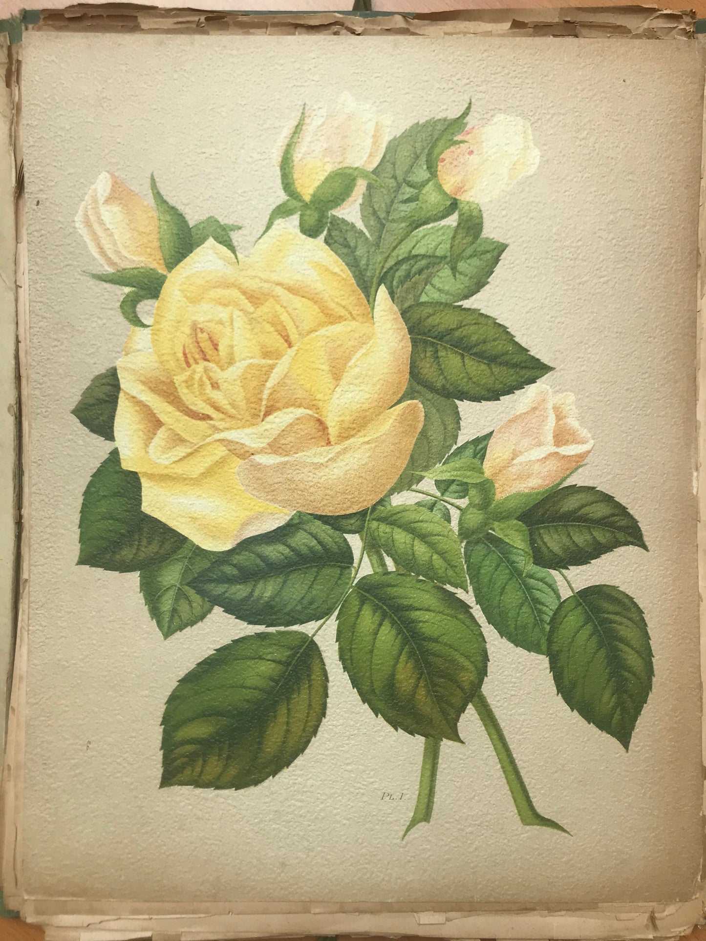 Le Livre d'or des Roses - Paul Hariot - 54 planches Chromolithographies - 1905