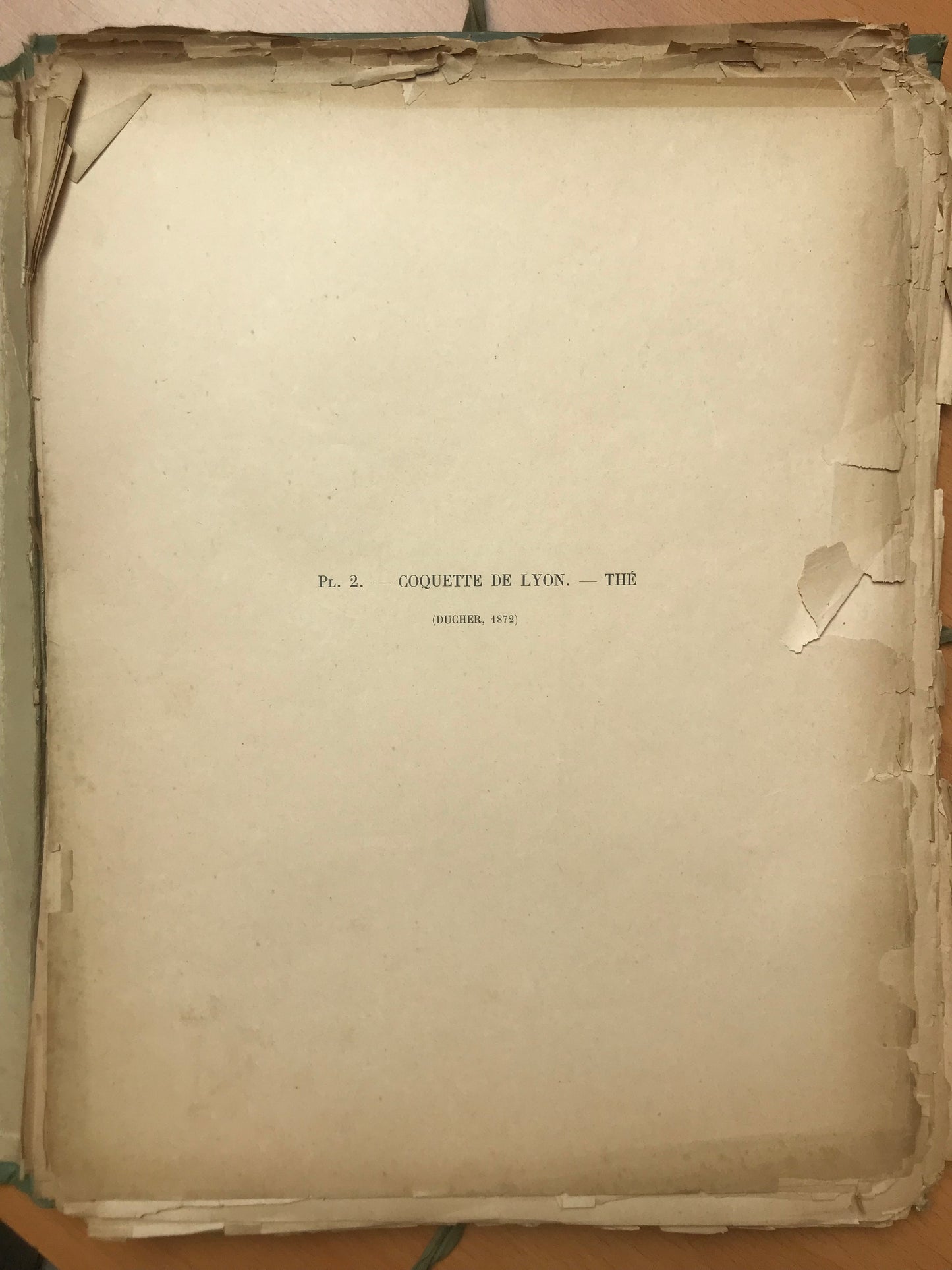 Le Livre d'or des Roses - Paul Hariot - 54 planches Chromolithographies - 1905