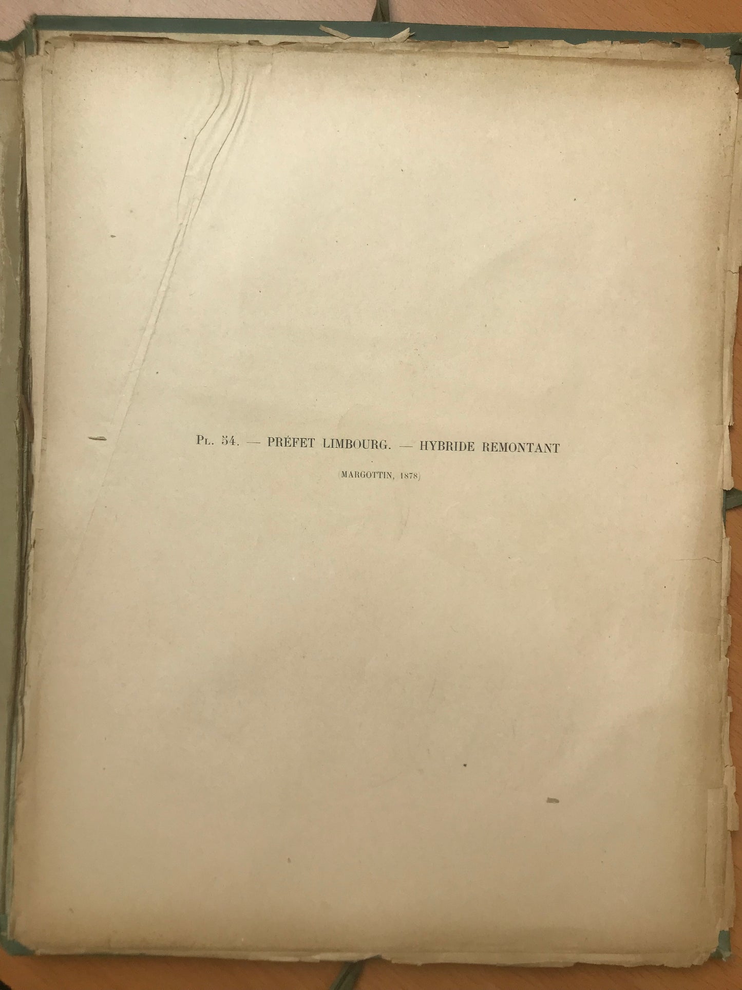 Le Livre d'or des Roses - Paul Hariot - 54 planches Chromolithographies - 1905