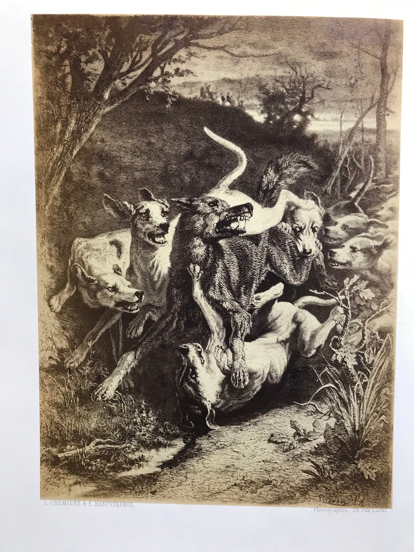 La Chasse du Loup - Avec des planches photographiques d'après nature par MM. Crémière, Hanfstaengl et Platel - J.E.H Baron Le Couteulx de Canteleu - Edition originale signée - 1861