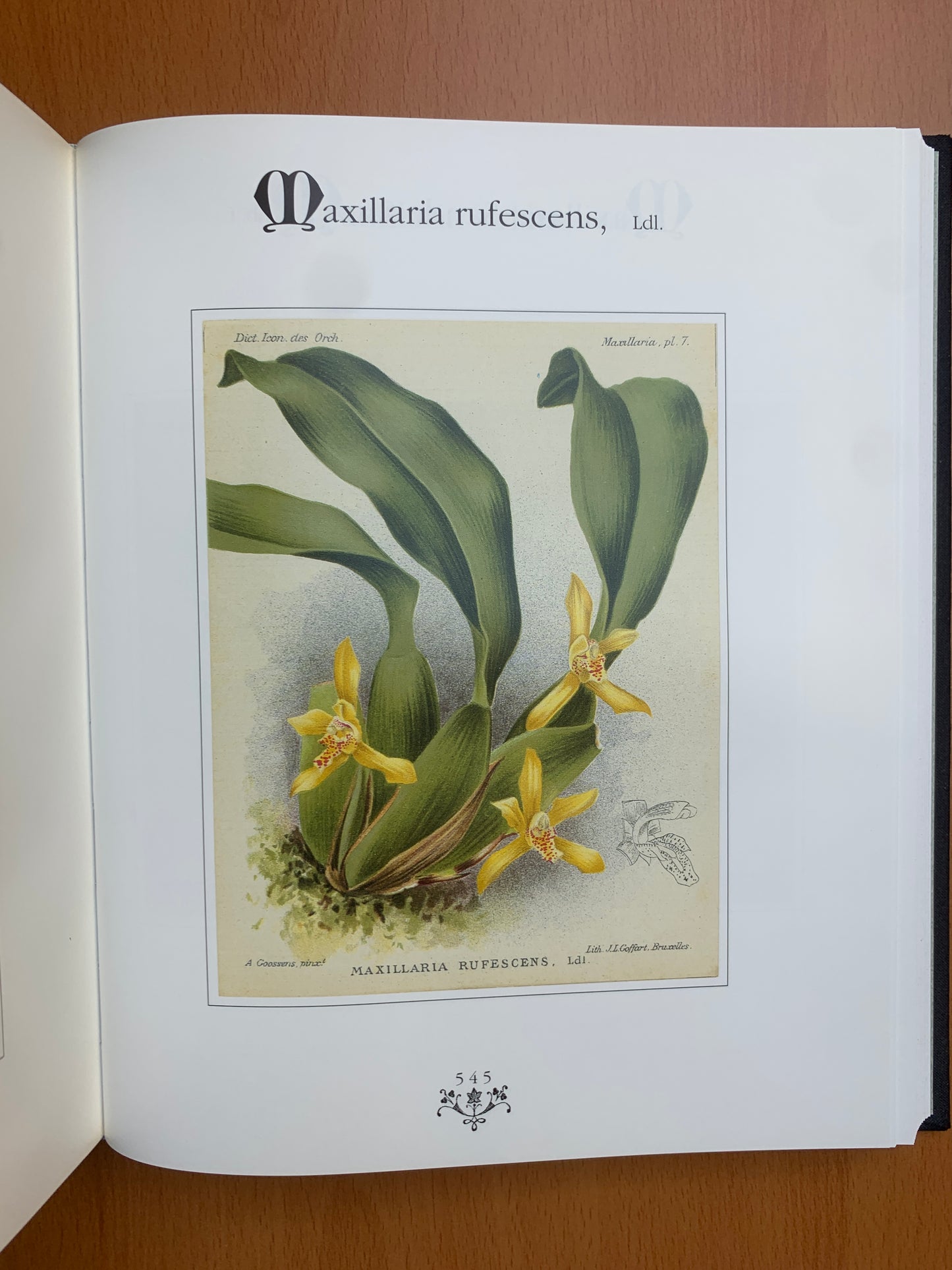 Orchidées - Dictionnaire iconographique - Cogniaux et Goossens - 1990