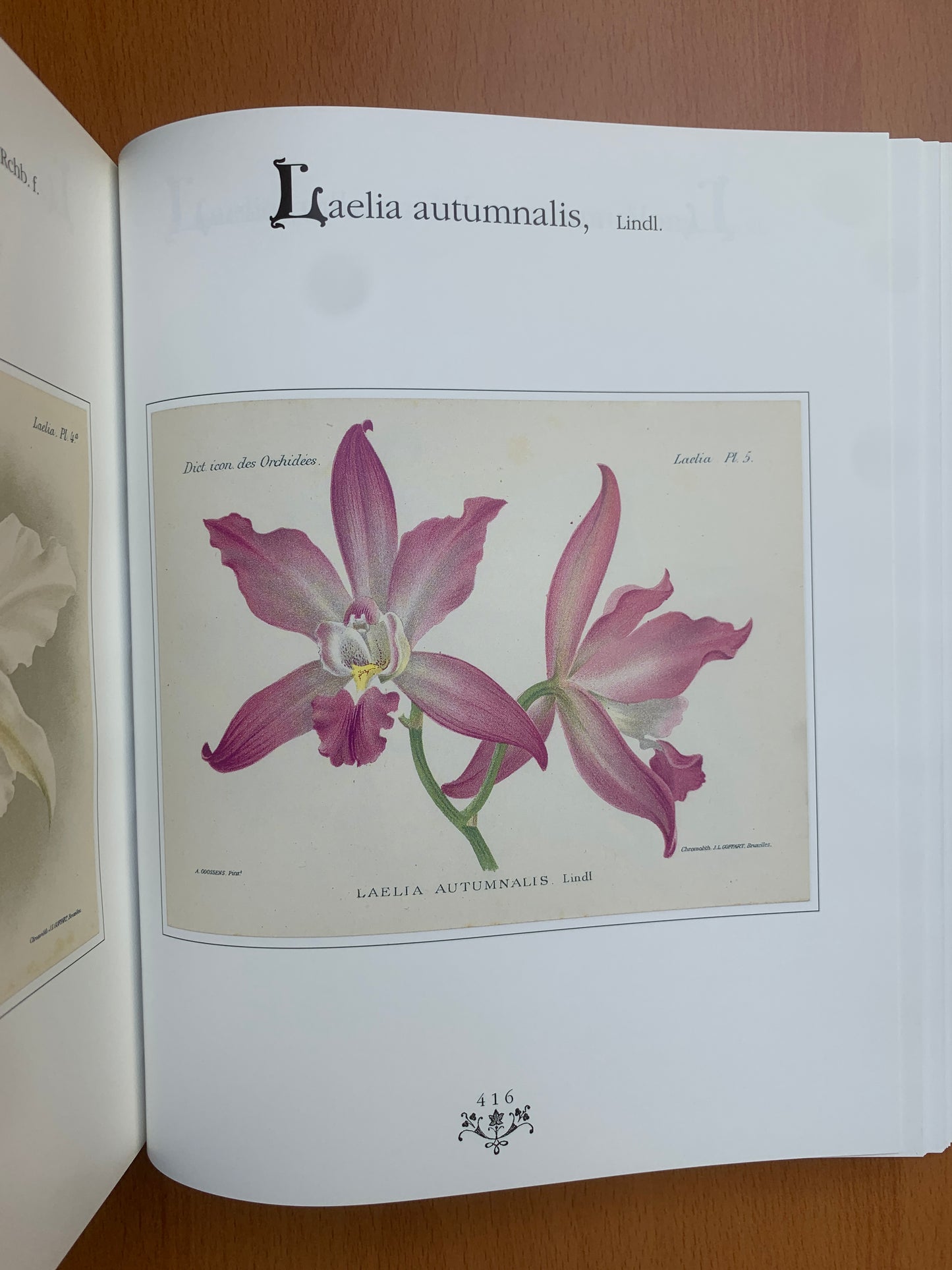 Orchidées - Dictionnaire iconographique - Cogniaux et Goossens - 1990
