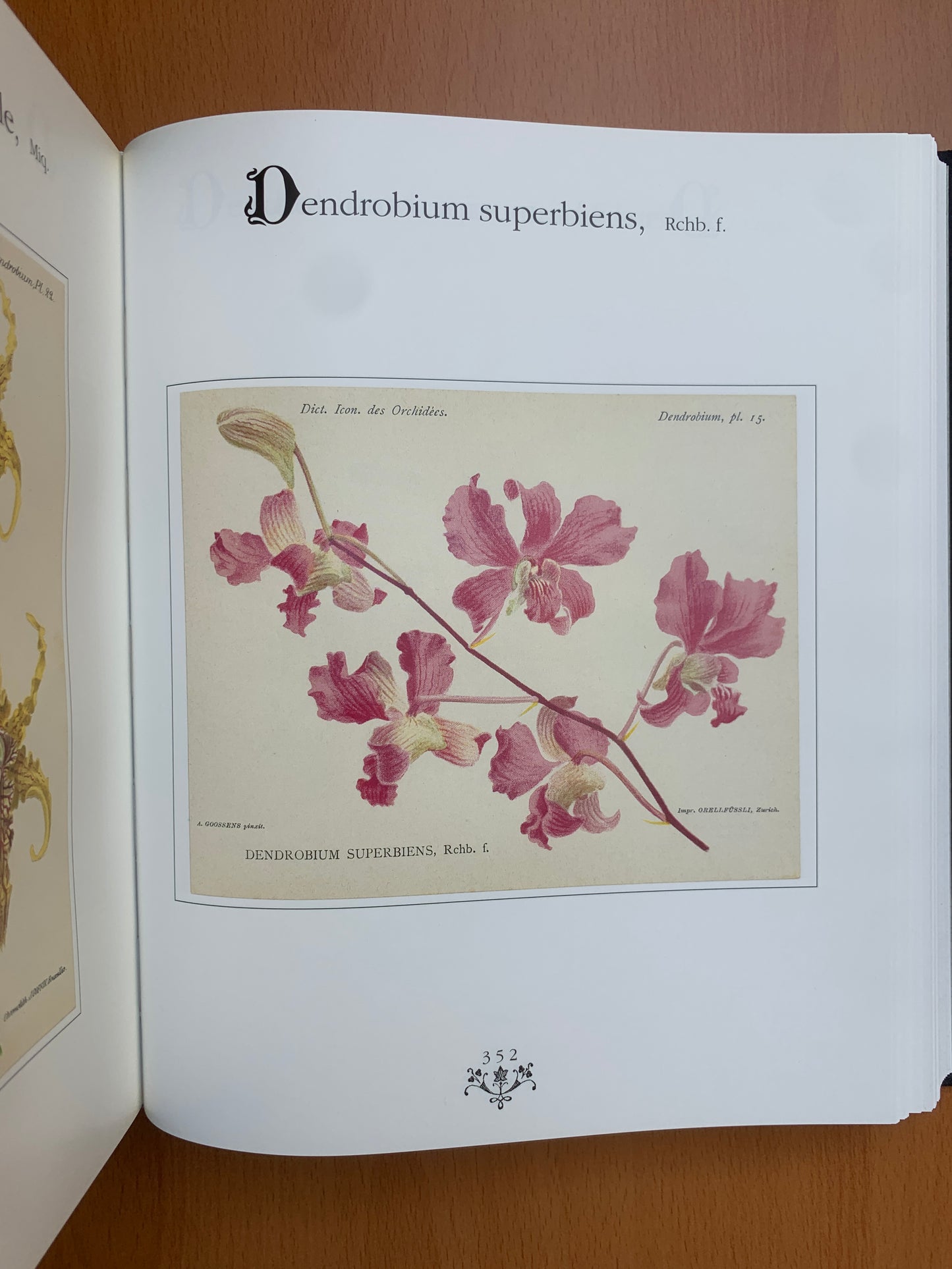 Orchidées - Dictionnaire iconographique - Cogniaux et Goossens - 1990