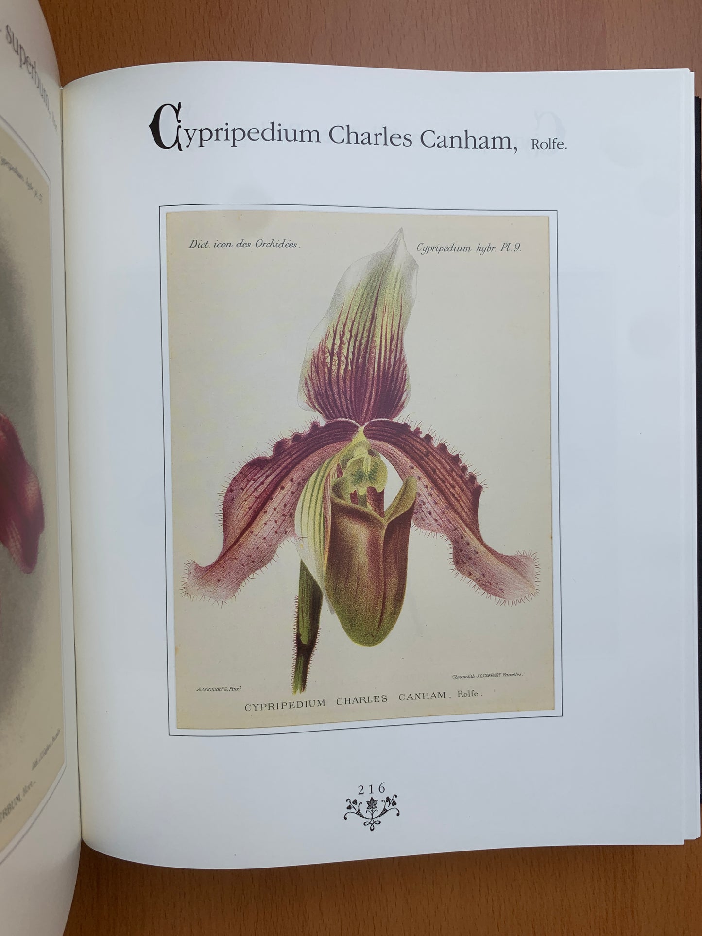 Orchidées - Dictionnaire iconographique - Cogniaux et Goossens - 1990