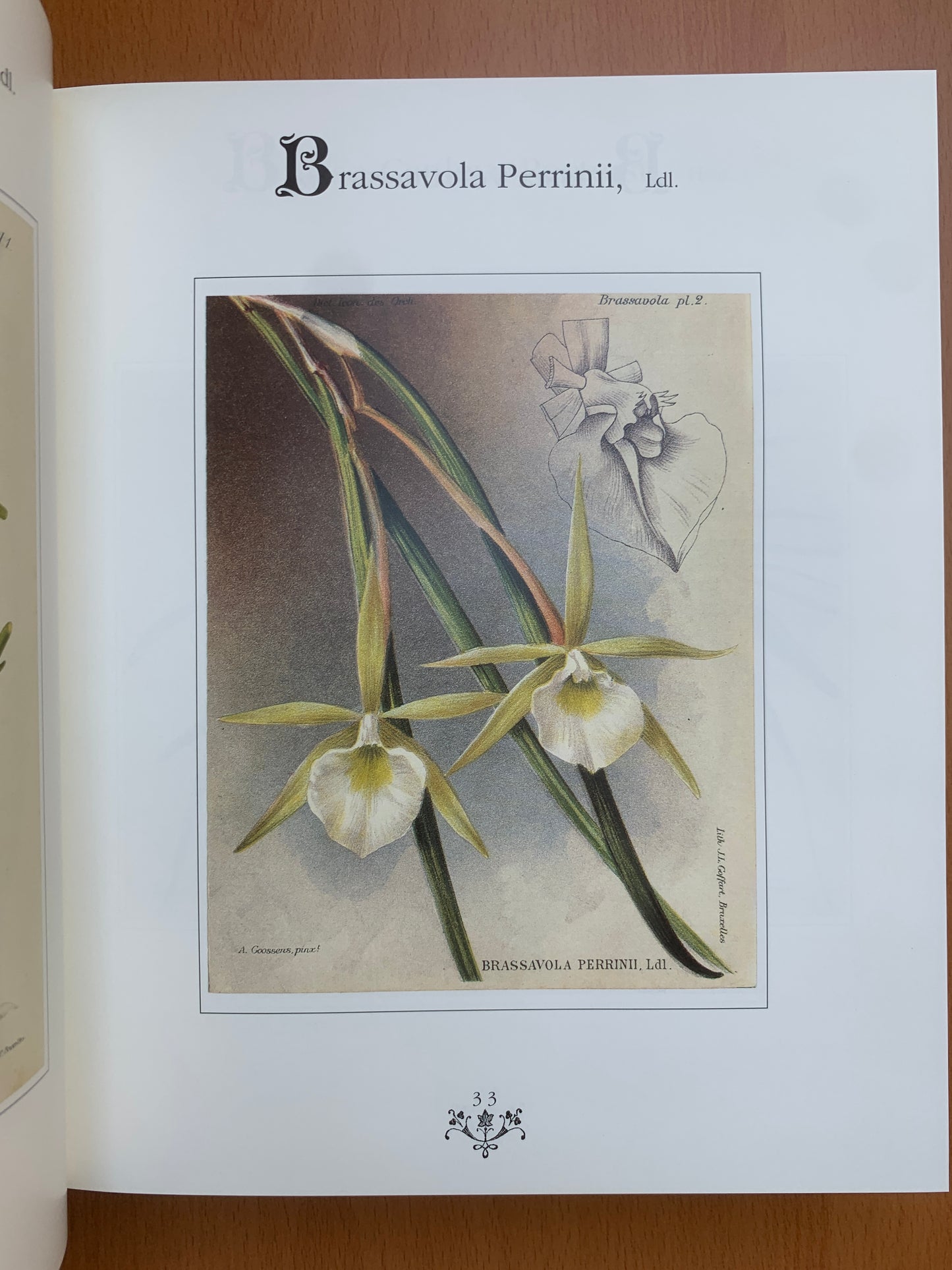 Orchidées - Dictionnaire iconographique - Cogniaux et Goossens - 1990