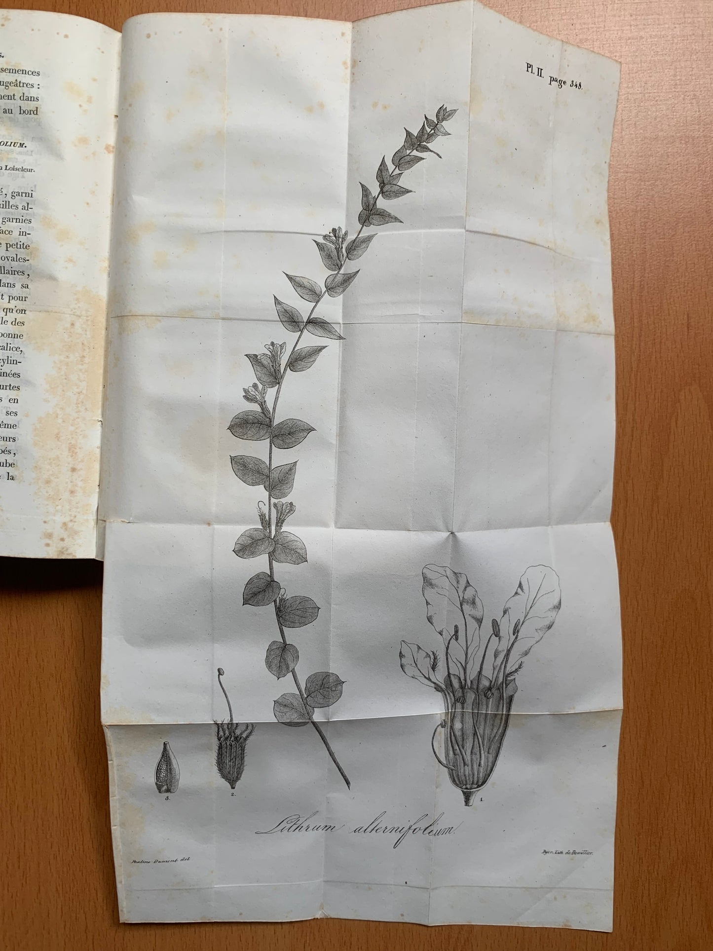 Flore de la Côte d'Or ou Description des plantes indigènes et des espèces le plus généralement cultivées et acclimatées, observées jusqu'à ce jour dans ce département disposées selon la méthode naturelle de Jussieu. Lorey et Duret - 1831