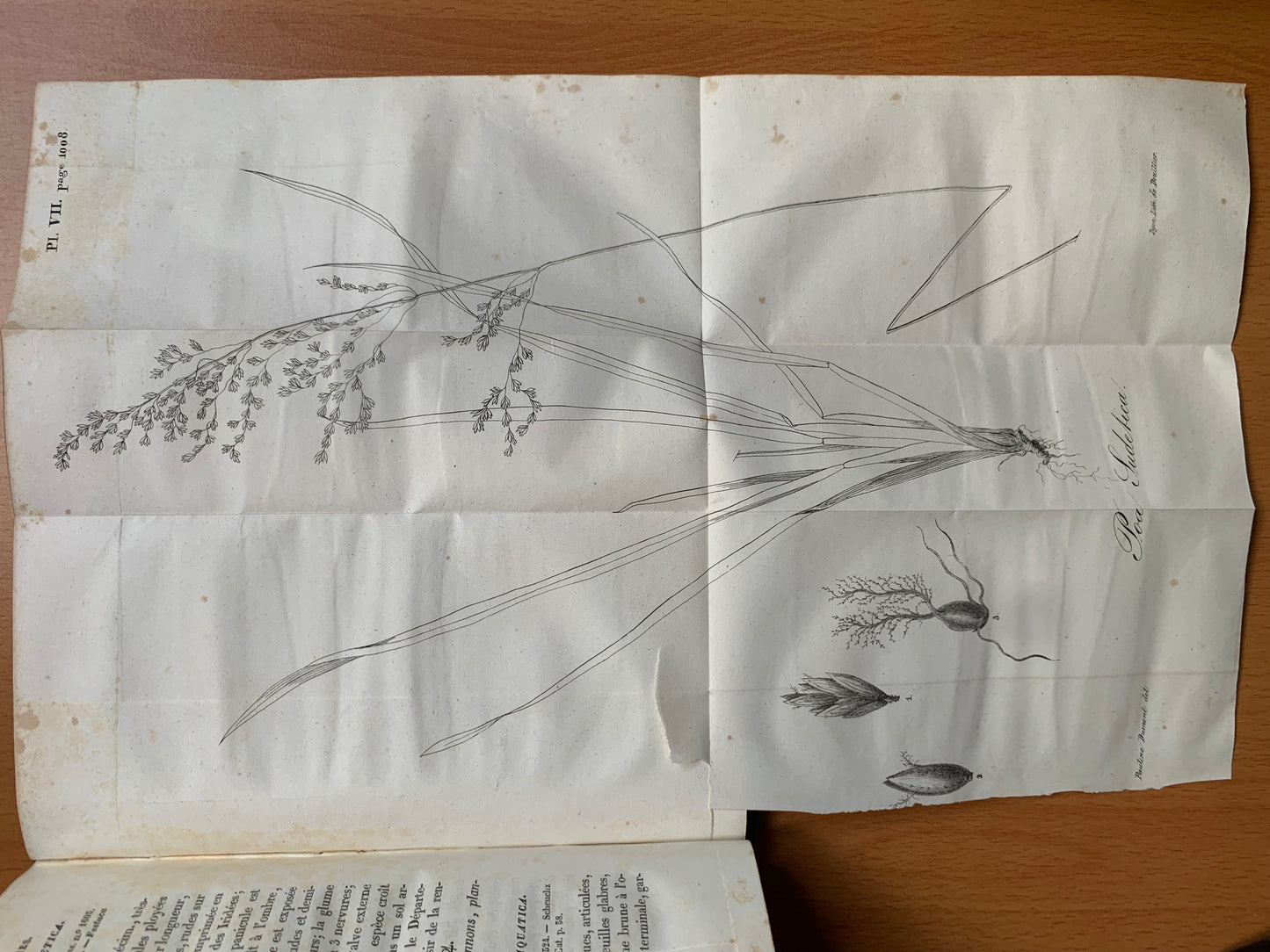 Flore de la Côte d'Or ou Description des plantes indigènes et des espèces le plus généralement cultivées et acclimatées, observées jusqu'à ce jour dans ce département disposées selon la méthode naturelle de Jussieu. Lorey et Duret - 1831