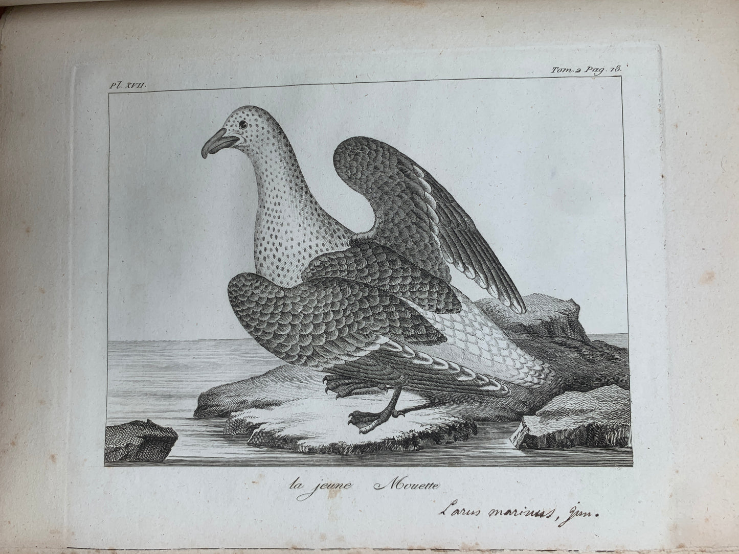 Atlas du Voyage en Islande fait par ordre de S.M. Danoise - Eggert Olafsson - 1802