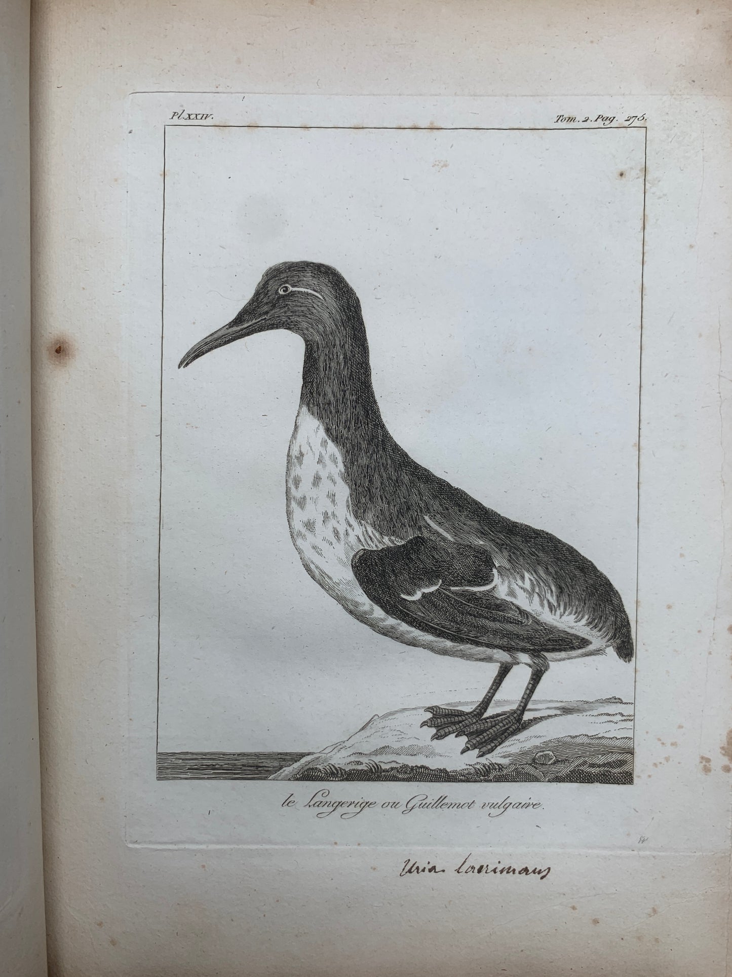 Atlas du Voyage en Islande fait par ordre de S.M. Danoise - Eggert Olafsson - 1802