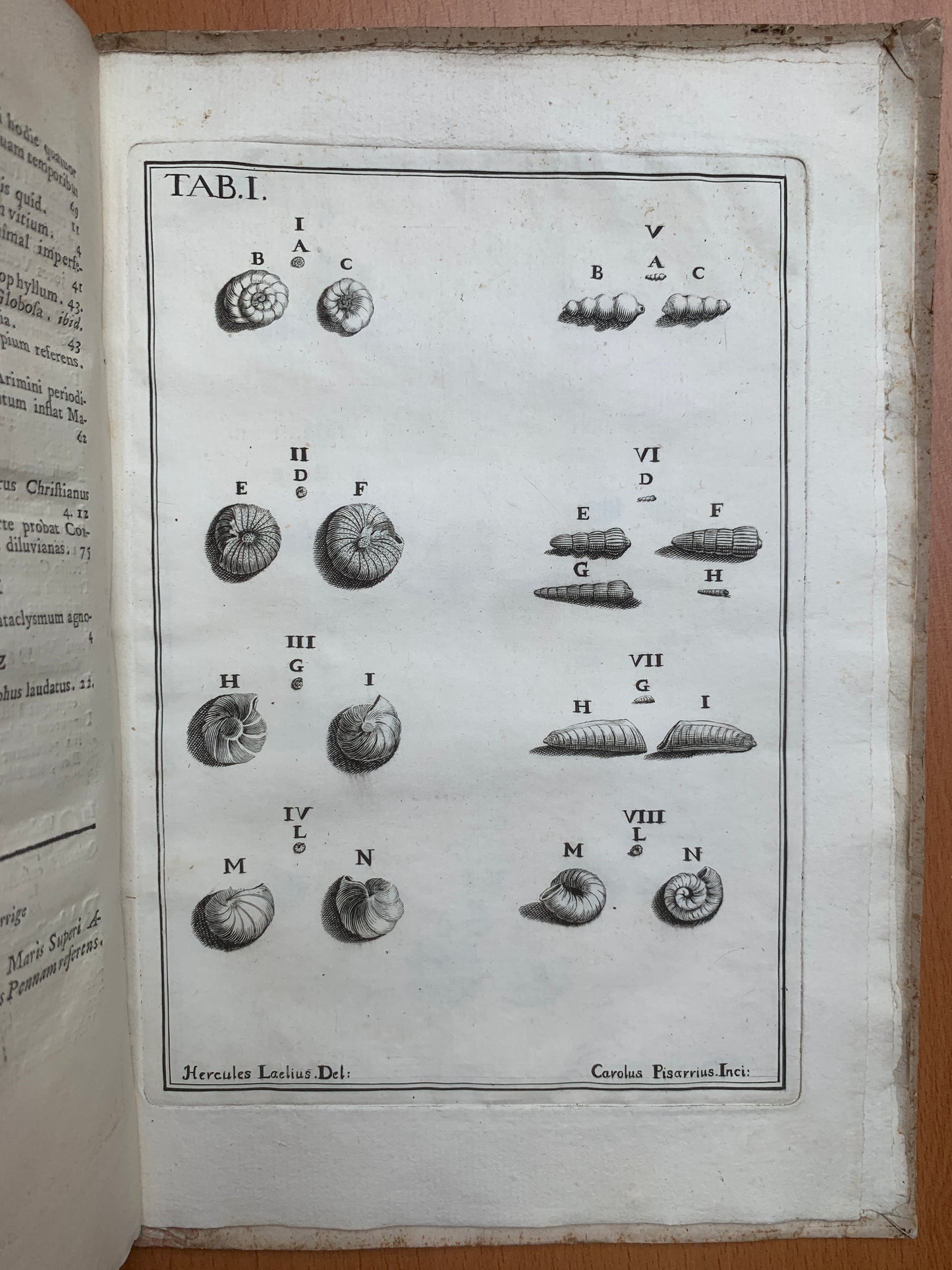 De conchis minus notis liber Cui accessit specimen aestus reciproci maris superi ad littus portumque Arimini - Janus Plancus - Edition originale - 1739