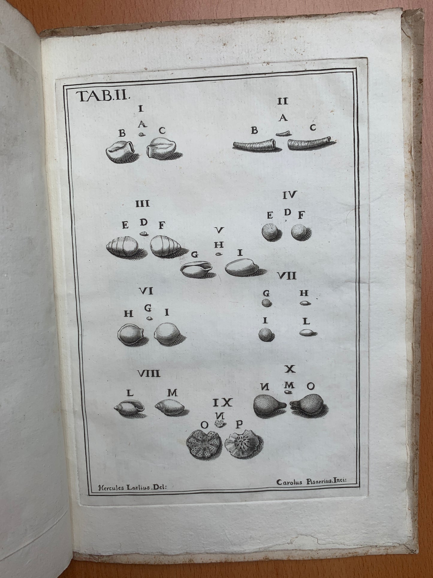 De conchis minus notis liber Cui accessit specimen aestus reciproci maris superi ad littus portumque Arimini - Janus Plancus - Edition originale - 1739