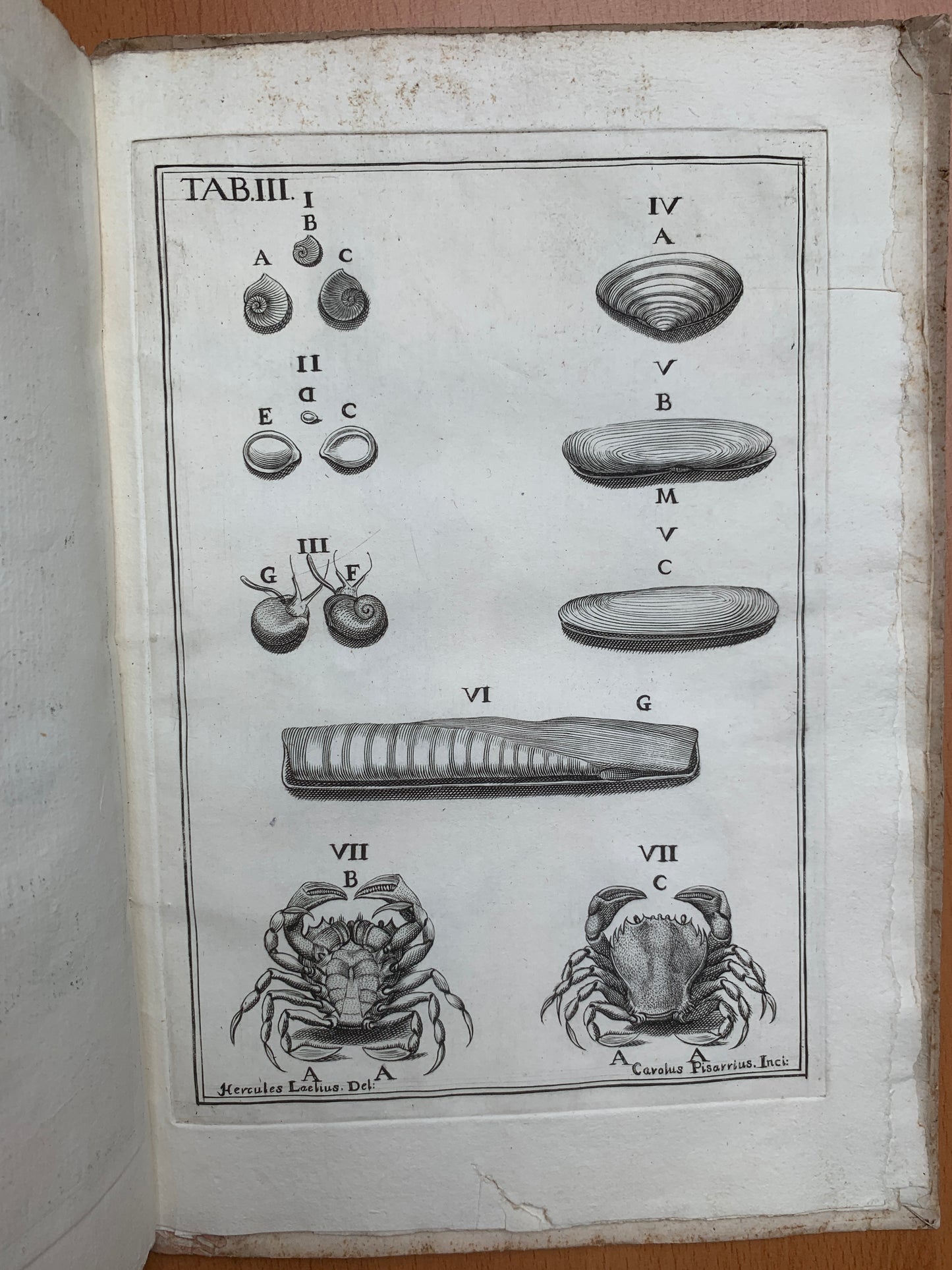 De conchis minus notis liber Cui accessit specimen aestus reciproci maris superi ad littus portumque Arimini - Janus Plancus - Edition originale - 1739