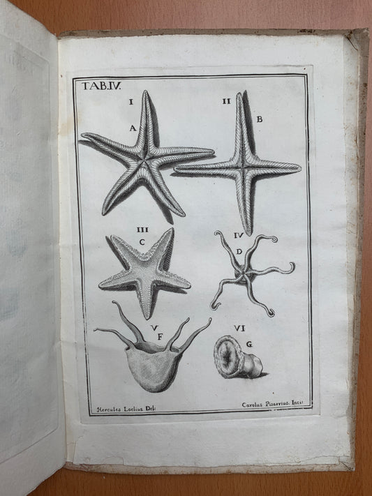 De conchis minus notis liber Cui accessit specimen aestus reciproci maris superi ad littus portumque Arimini - Janus Plancus - Edition originale - 1739