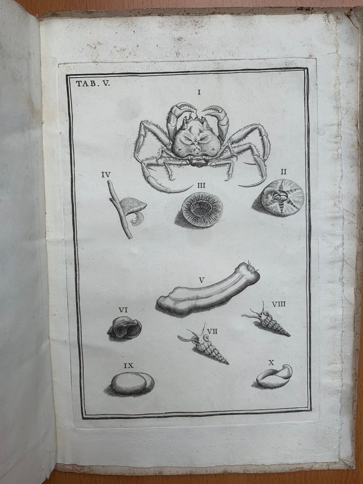 De conchis minus notis liber Cui accessit specimen aestus reciproci maris superi ad littus portumque Arimini - Janus Plancus - Edition originale - 1739