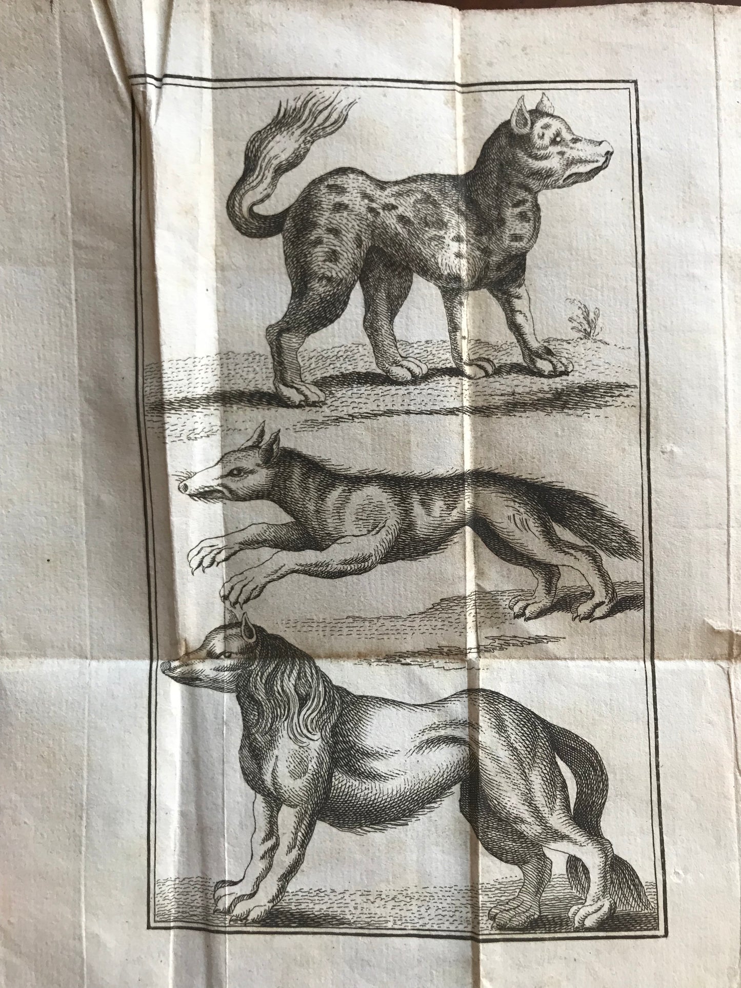 Dissertation sur l'Hyène à l'occasion de celle qui a paru dans le Lyonnois & les Provinces voisines, vers les derniers mois de 1754, pendant 1755 & 1756 - Charles-Pierre-Xavier Tolomas- 1756