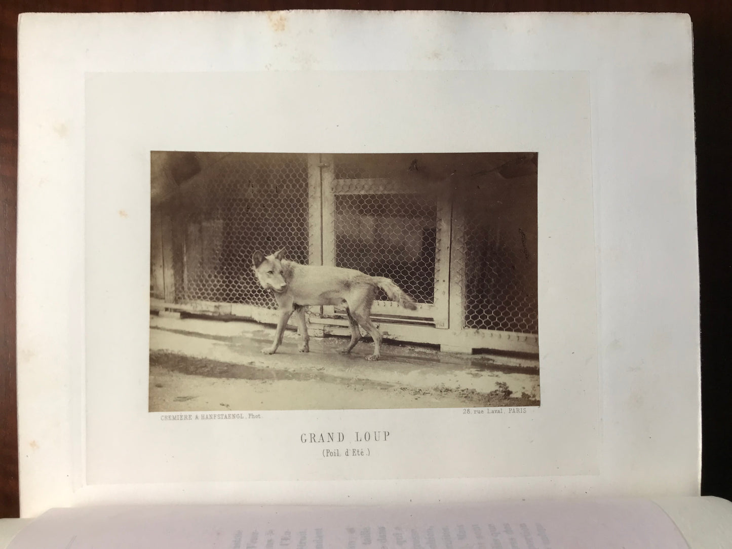 La Chasse du Loup - Avec des planches photographiques d'après nature par MM. Crémière, Hanfstaengl et Platel - J.E.H Baron Le Couteulx de Canteleu - Edition originale signée - 1861