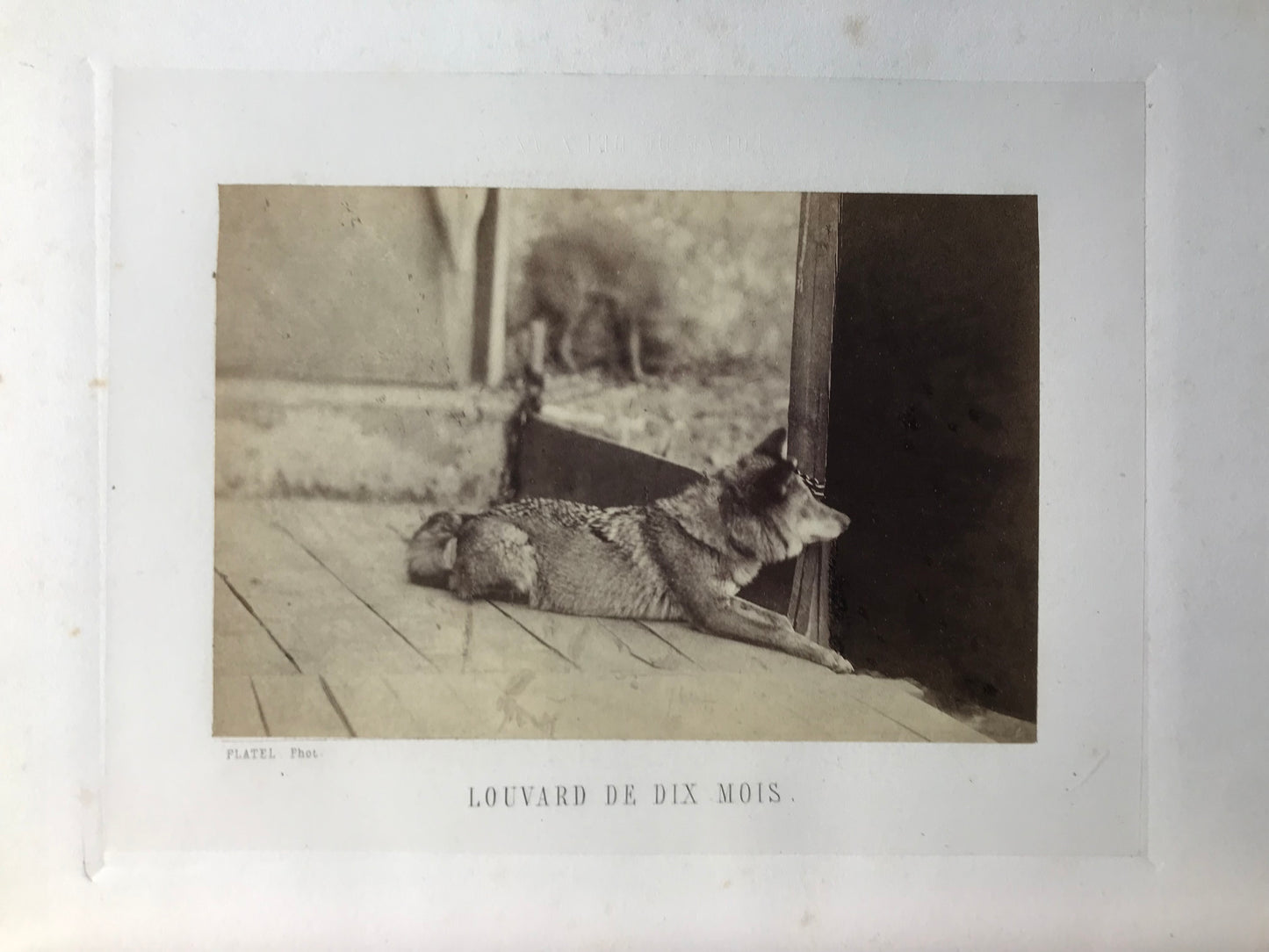 La Chasse du Loup - Avec des planches photographiques d'après nature par MM. Crémière, Hanfstaengl et Platel - J.E.H Baron Le Couteulx de Canteleu - Edition originale signée - 1861