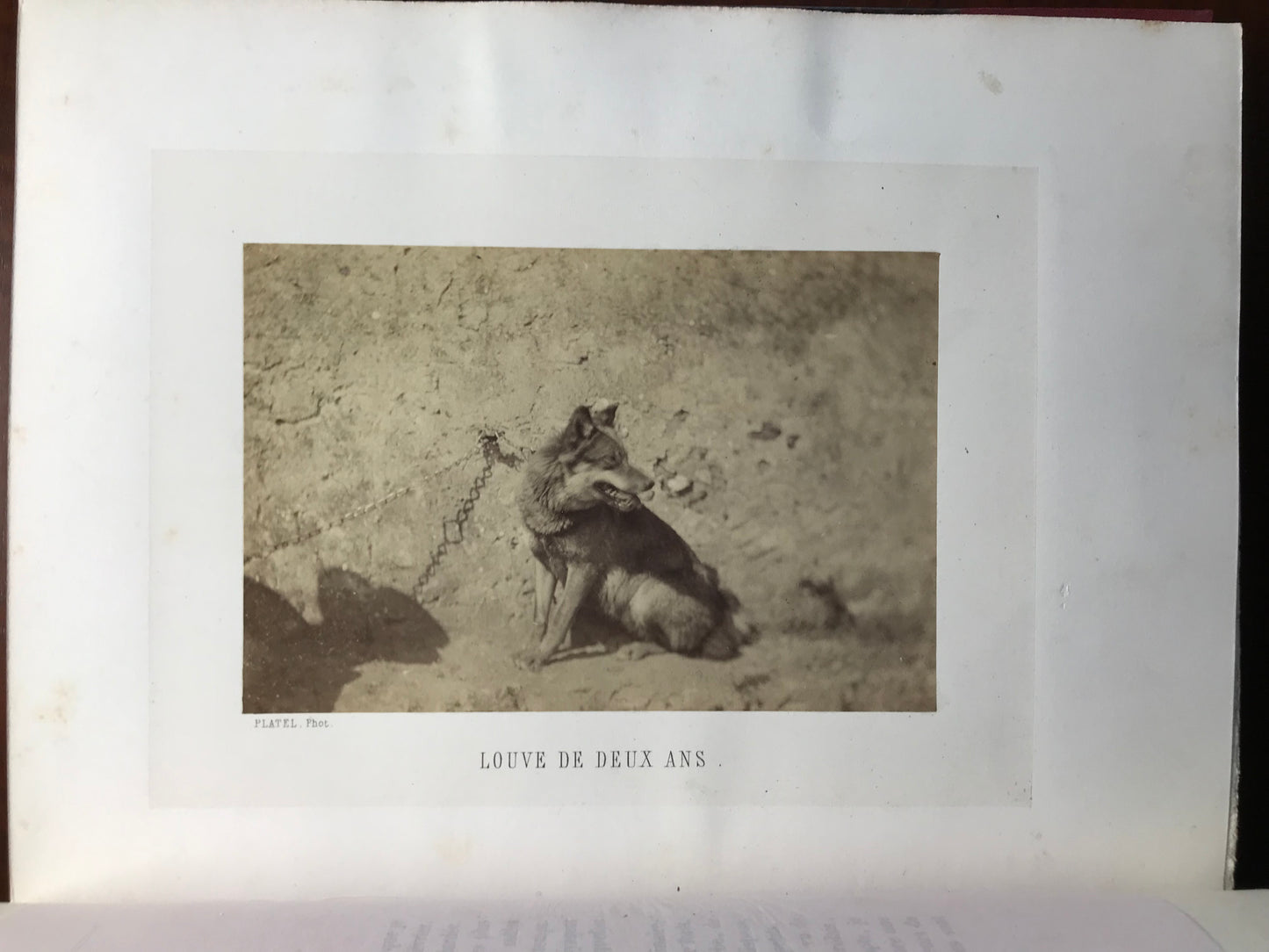 The Wolf Hunt - With photographic plates from nature by MM. Crémière, Hanfstaengl and Platel - JEH Baron Le Couteulx de Canteleu - Original signed edition - 1861