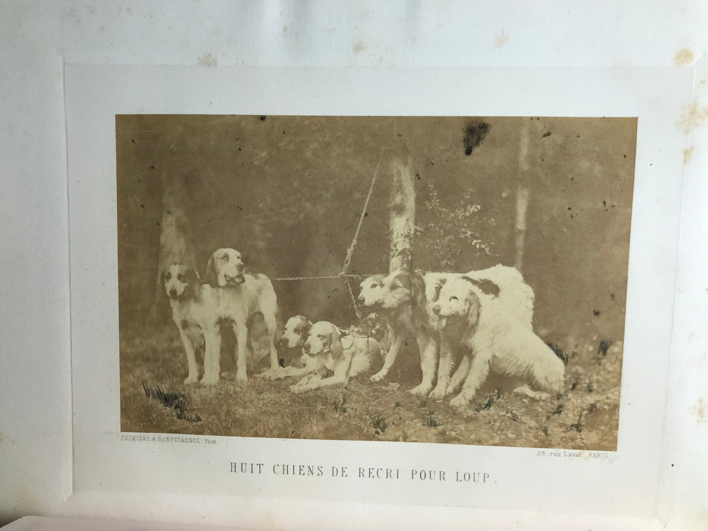 La Chasse du Loup - Avec des planches photographiques d'après nature par MM. Crémière, Hanfstaengl et Platel - J.E.H Baron Le Couteulx de Canteleu - Edition originale signée - 1861