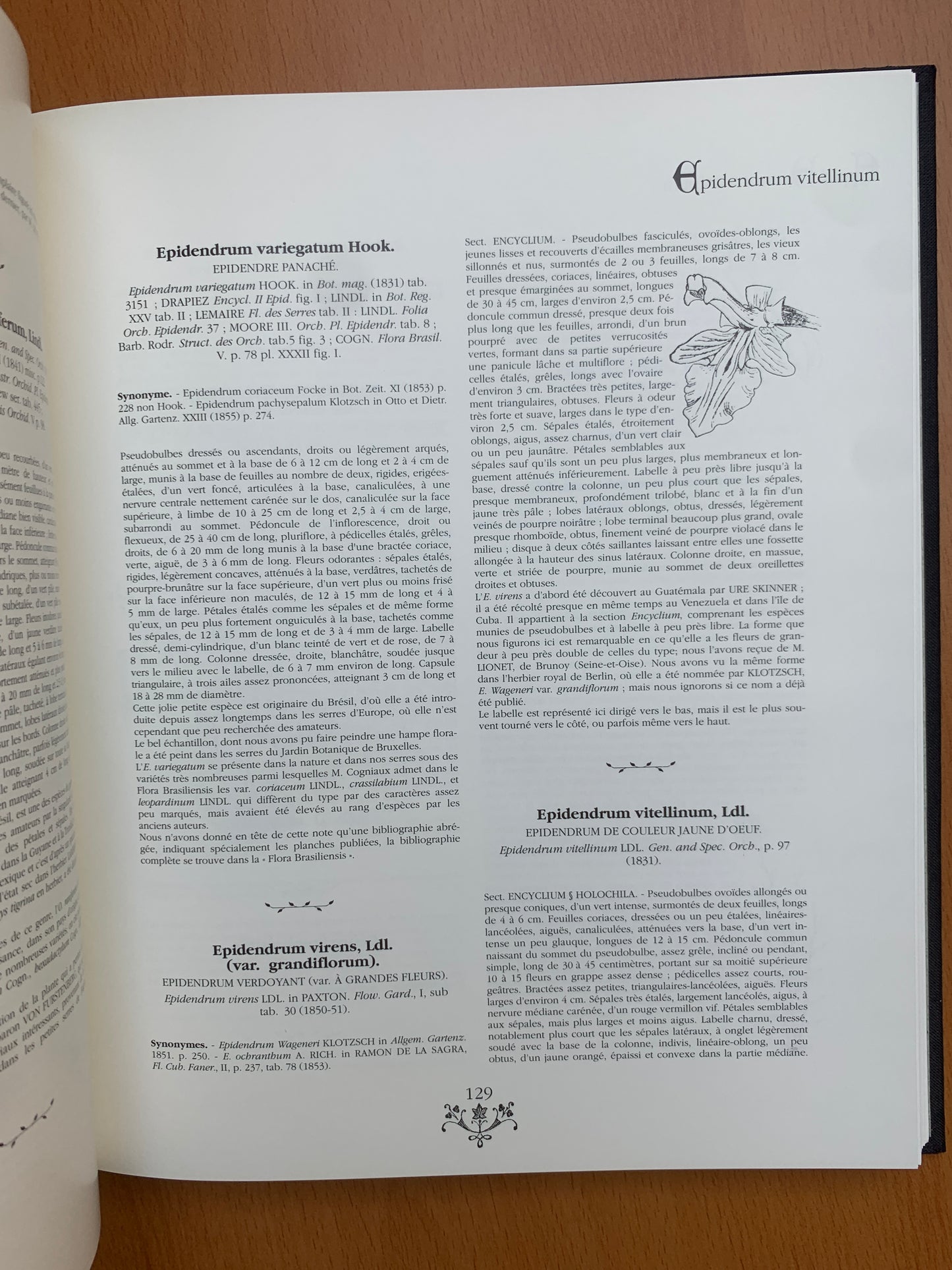 Orchidées - Dictionnaire iconographique - Cogniaux et Goossens - 1990
