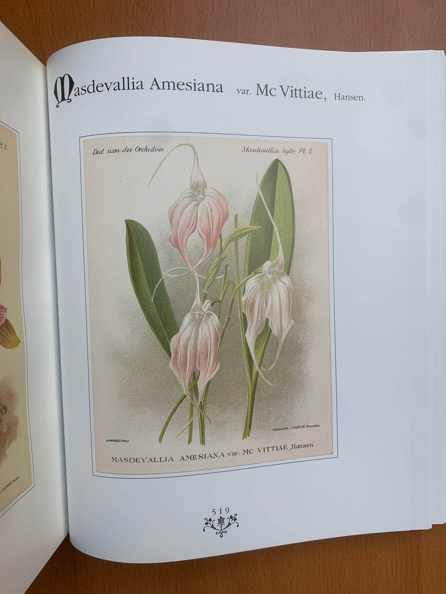 Orchidées - Dictionnaire iconographique - Cogniaux et Goossens - 1990