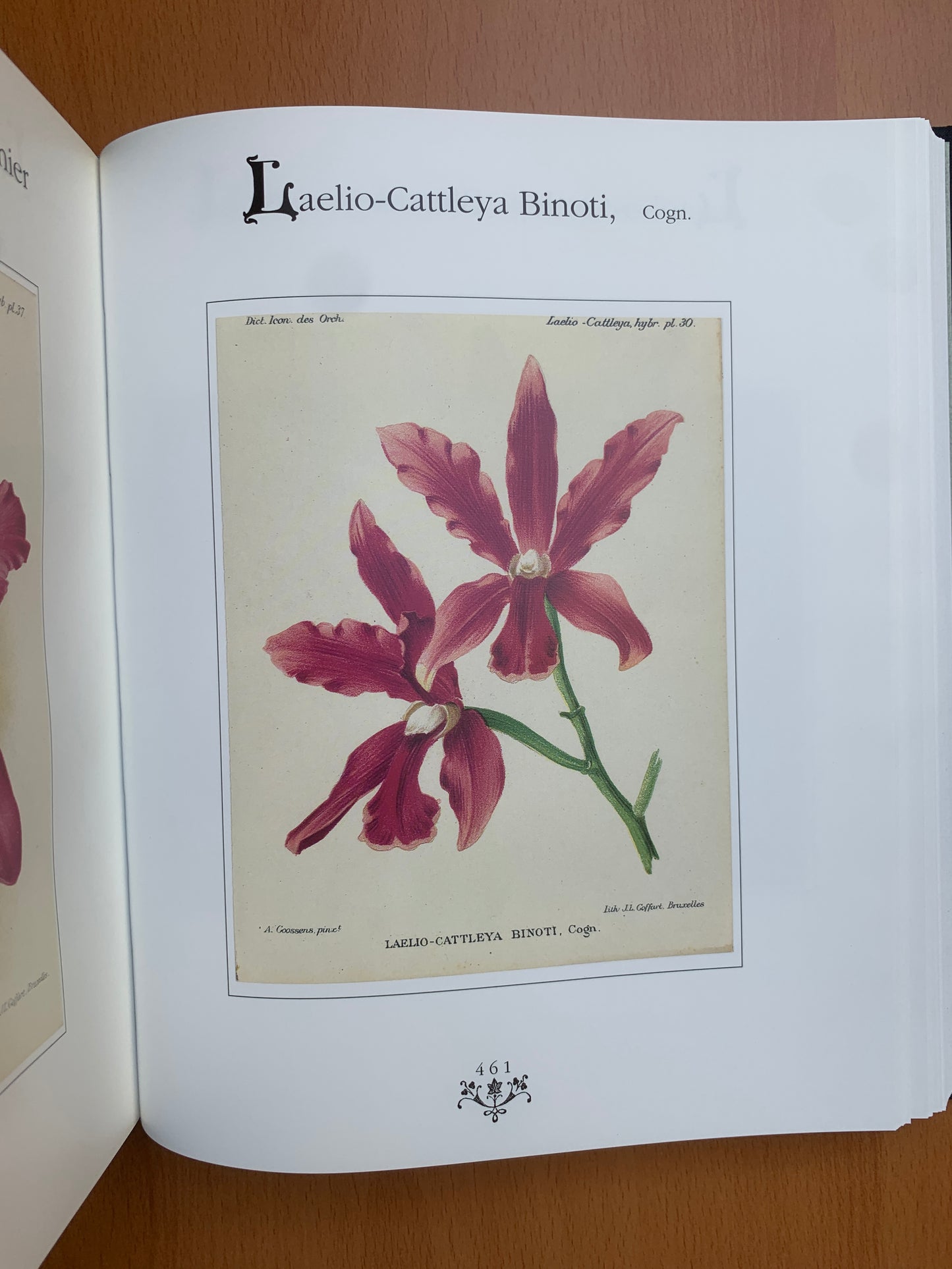 Orchidées - Dictionnaire iconographique - Cogniaux et Goossens - 1990
