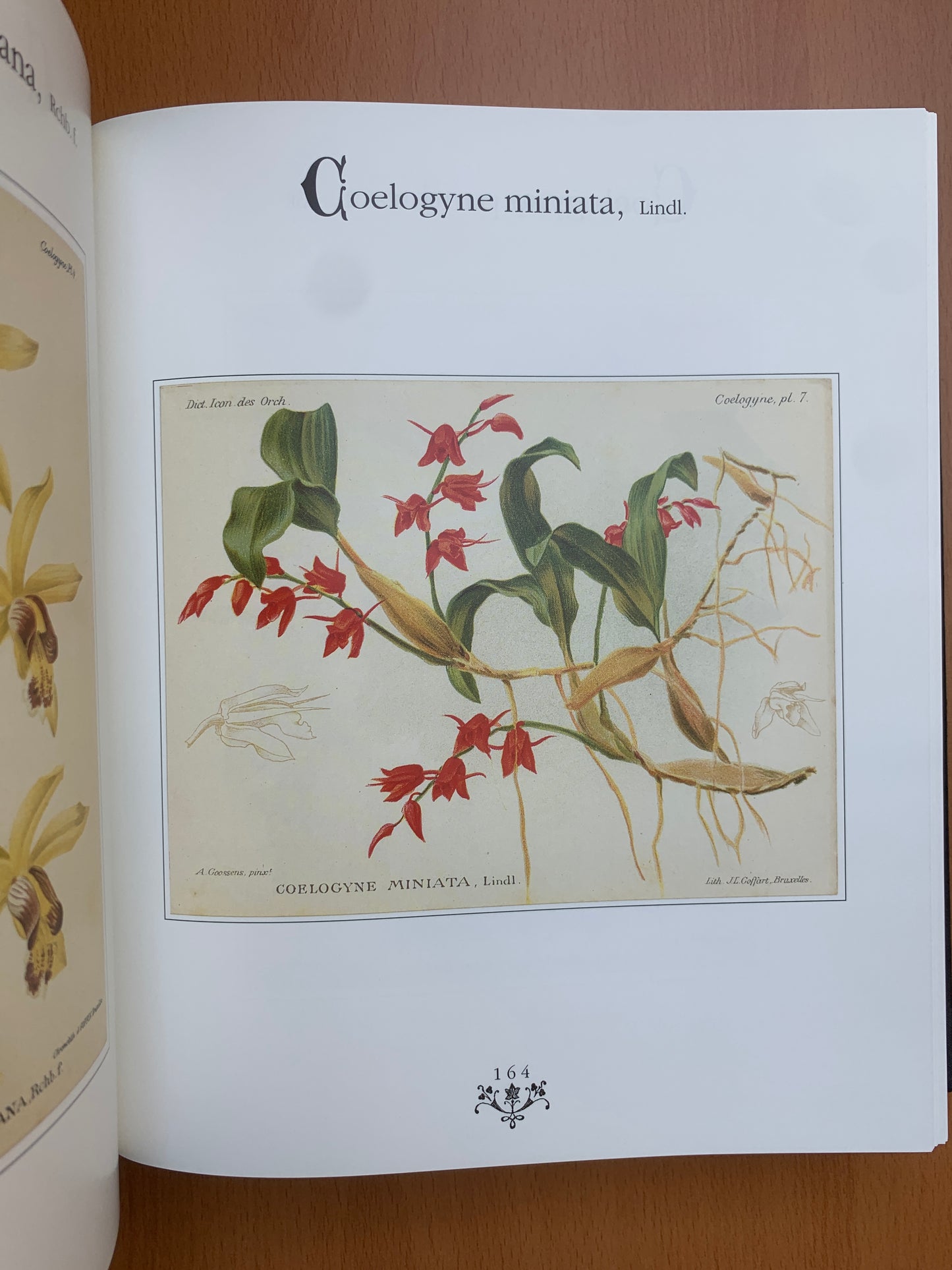 Orchidées - Dictionnaire iconographique - Cogniaux et Goossens - 1990