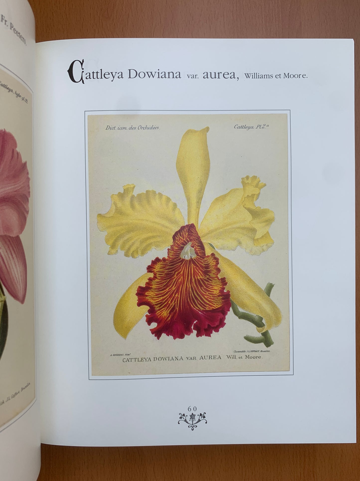 Orchidées - Dictionnaire iconographique - Cogniaux et Goossens - 1990