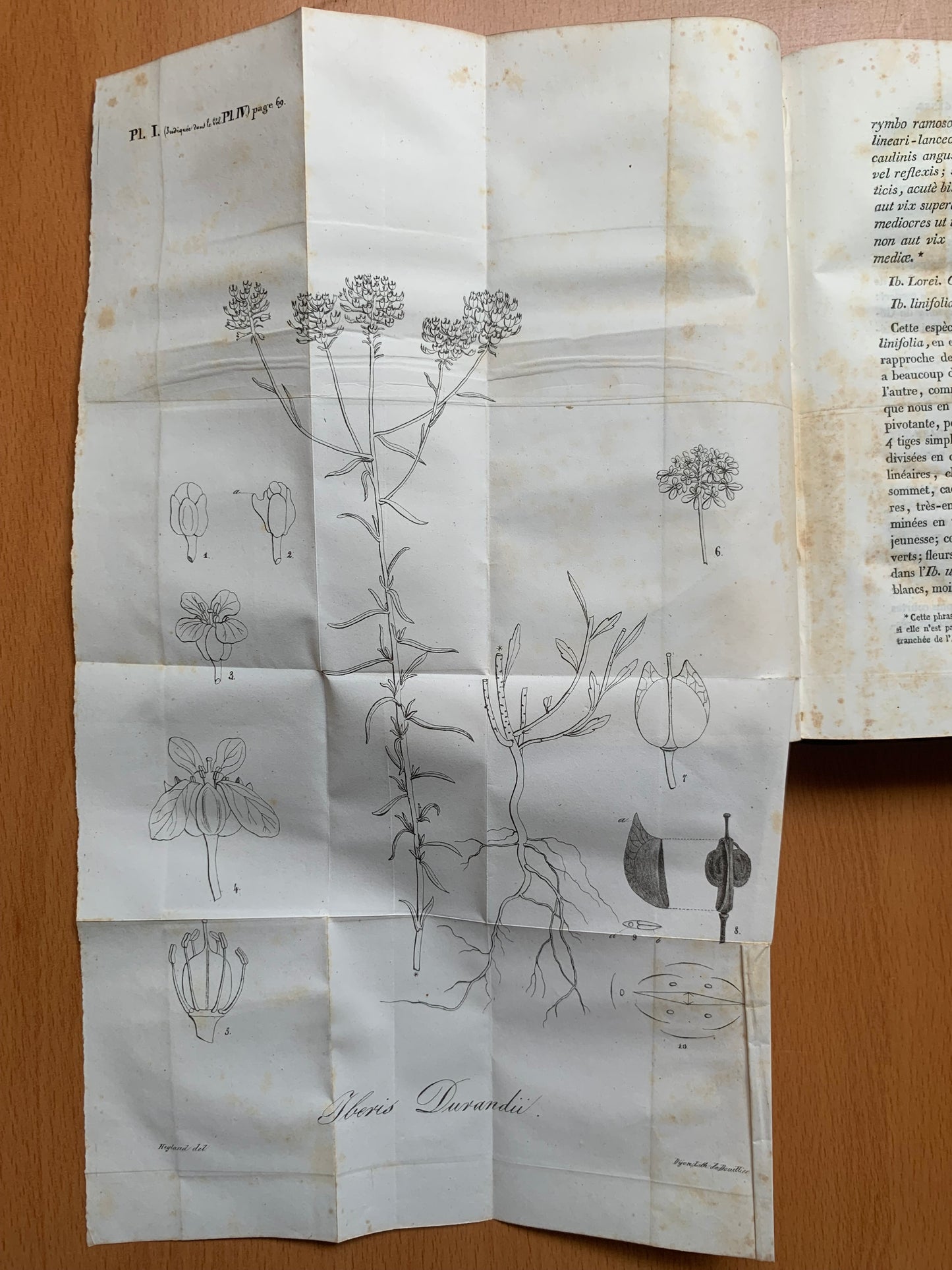 Flore de la Côte d'Or ou Description des plantes indigènes et des espèces le plus généralement cultivées et acclimatées, observées jusqu'à ce jour dans ce département disposées selon la méthode naturelle de Jussieu. Lorey et Duret - 1831