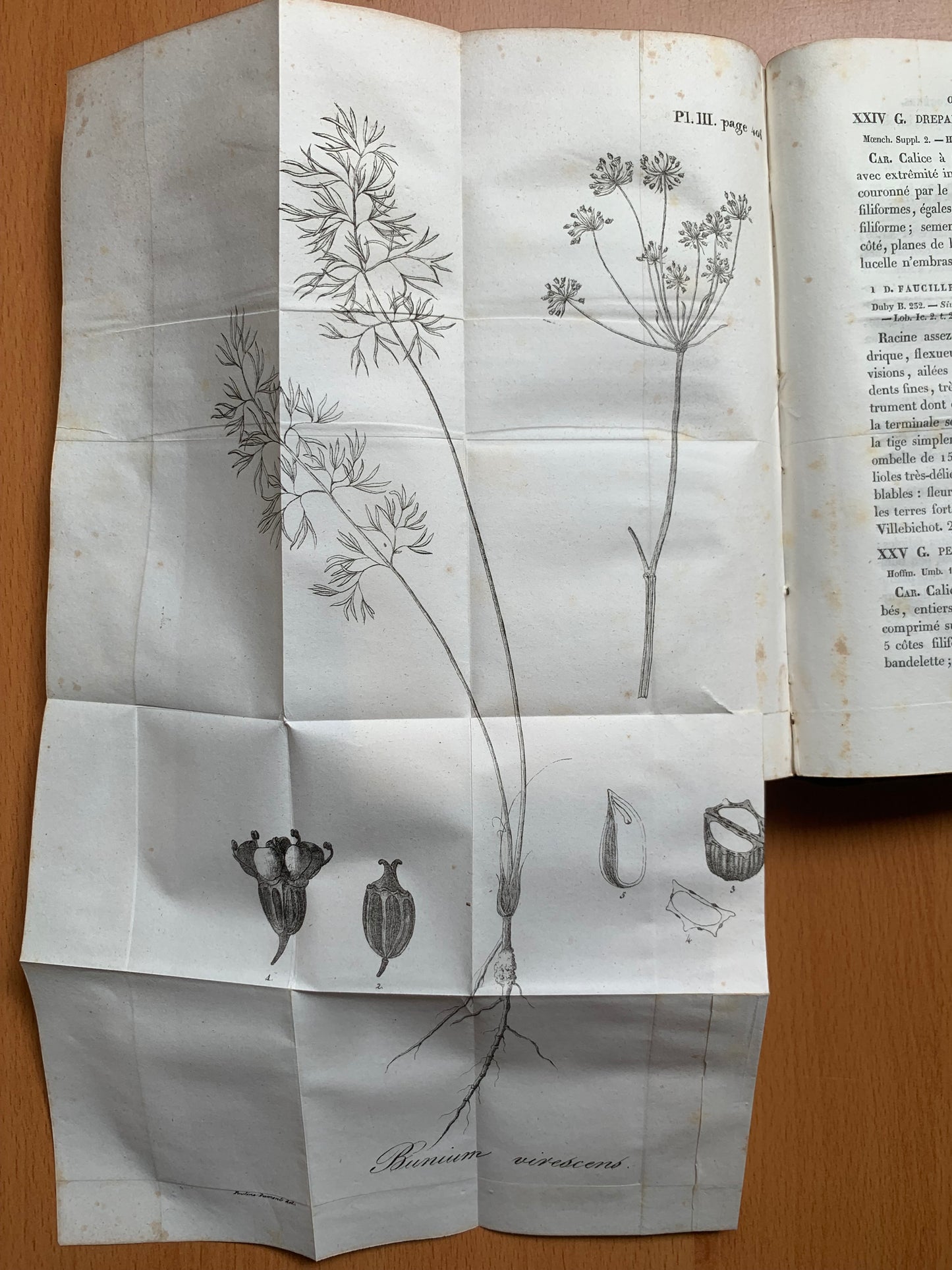 Flore de la Côte d'Or ou Description des plantes indigènes et des espèces le plus généralement cultivées et acclimatées, observées jusqu'à ce jour dans ce département disposées selon la méthode naturelle de Jussieu. Lorey et Duret - 1831