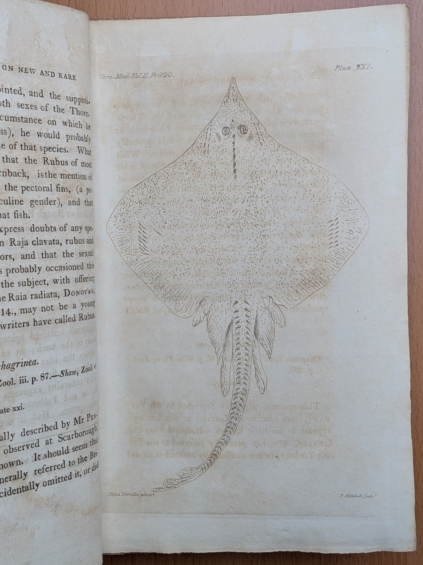 Zoologie - Mélanges - 32 tirés à part de diverses sociétés et académies - Planches - XIXe