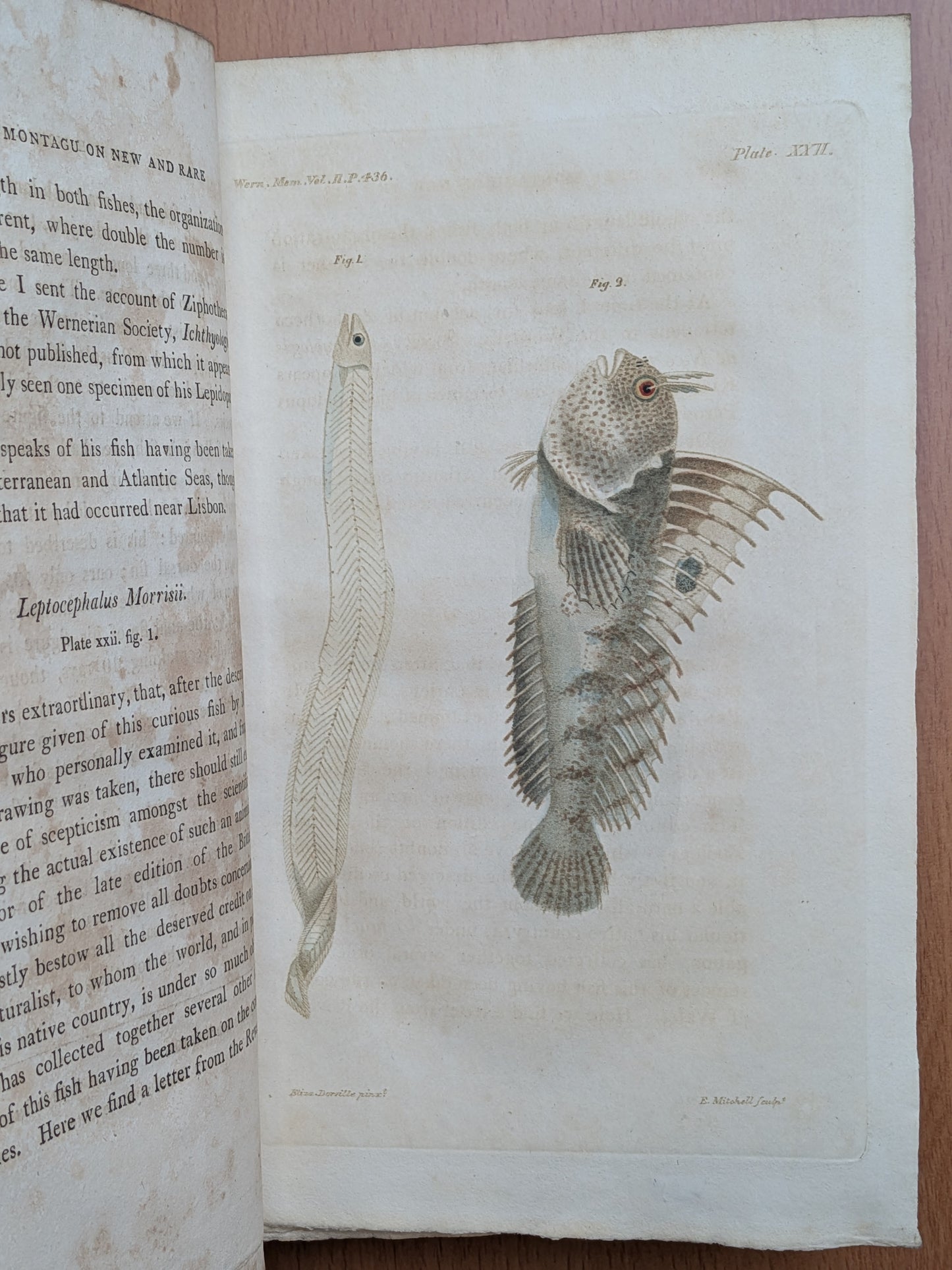 Zoologie - Mélanges - 32 tirés à part de diverses sociétés et académies - Planches - XIXe