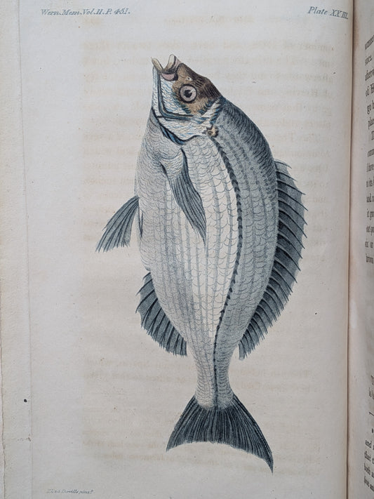 Zoologie - Mélanges - 32 tirés à part de diverses sociétés et académies - Planches - XIXe