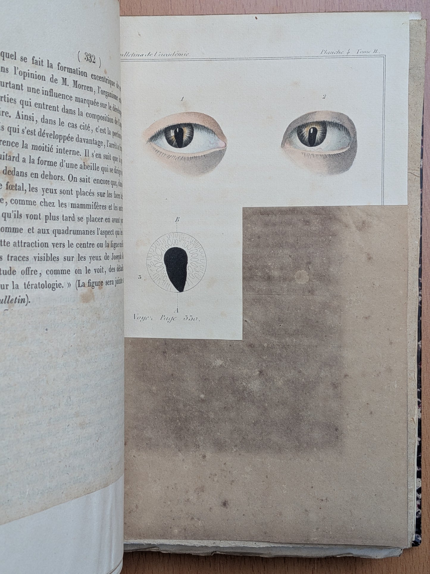 Zoologie - Mélanges - 32 tirés à part de diverses sociétés et académies - Planches - XIXe