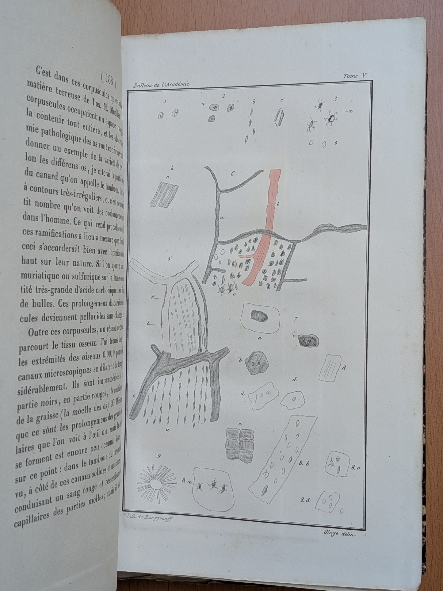 Zoologie - Mélanges - 32 tirés à part de diverses sociétés et académies - Planches - XIXe