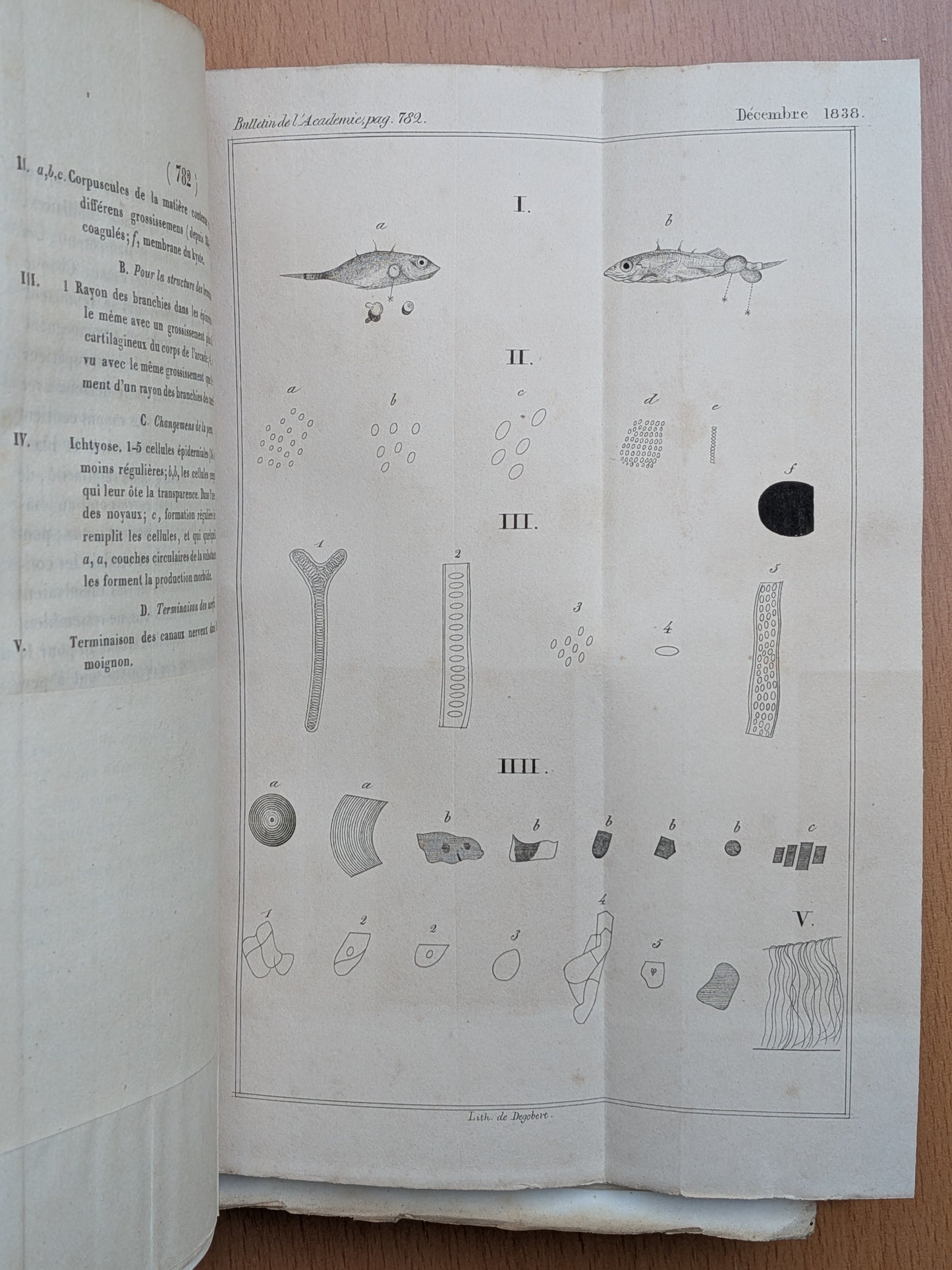 Zoologie - Mélanges - 32 tirés à part de diverses sociétés et académies - Planches - XIXe