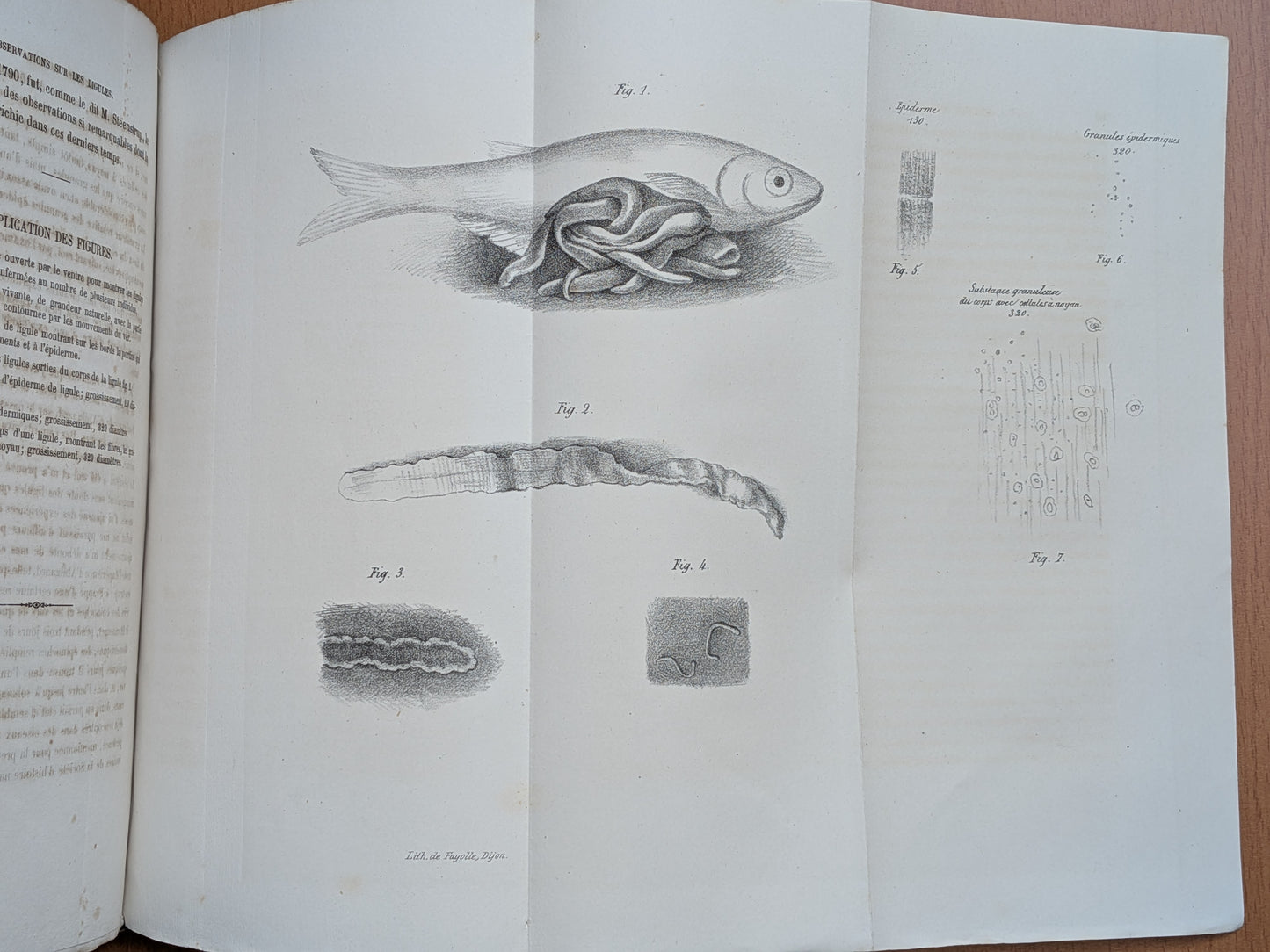 Zoologie - Mélanges - 32 tirés à part de diverses sociétés et académies - Planches - XIXe