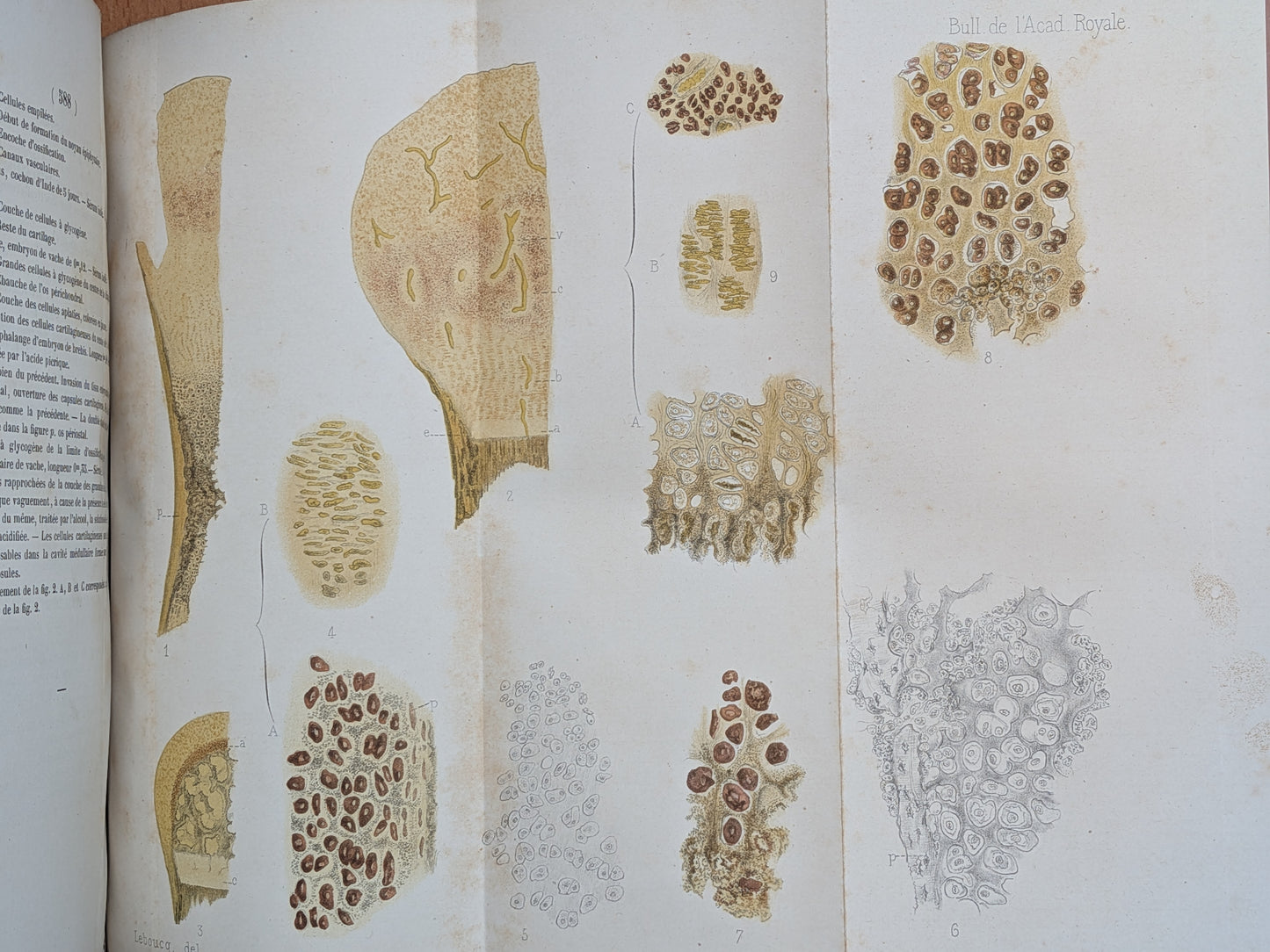Zoologie - Mélanges - 32 tirés à part de diverses sociétés et académies - Planches - XIXe
