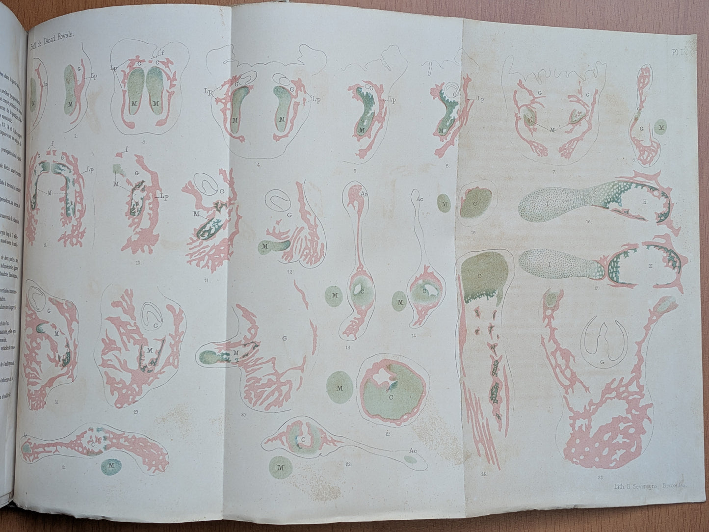 Zoologie - Mélanges - 32 tirés à part de diverses sociétés et académies - Planches - XIXe
